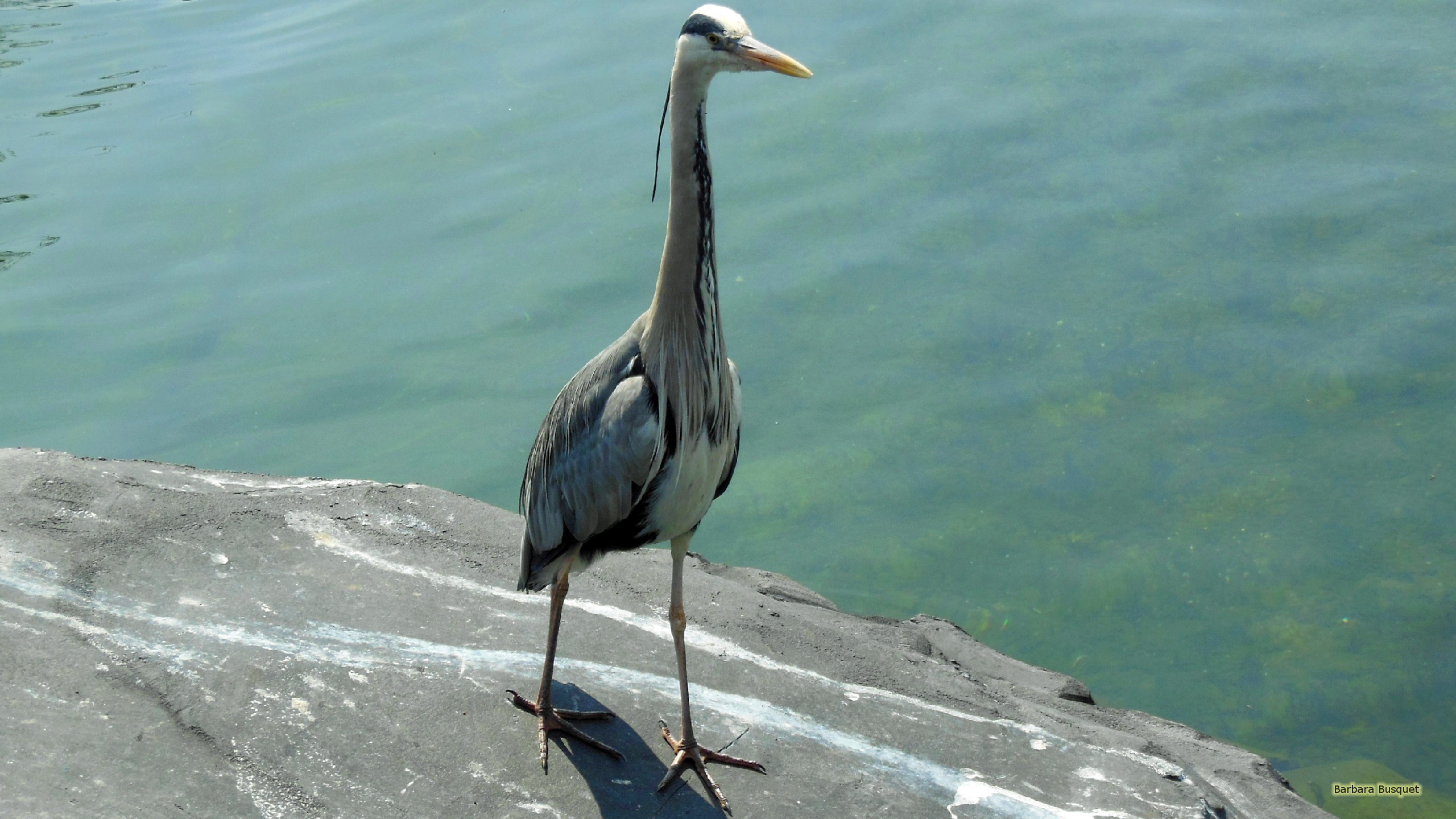 Herons Wallpapers