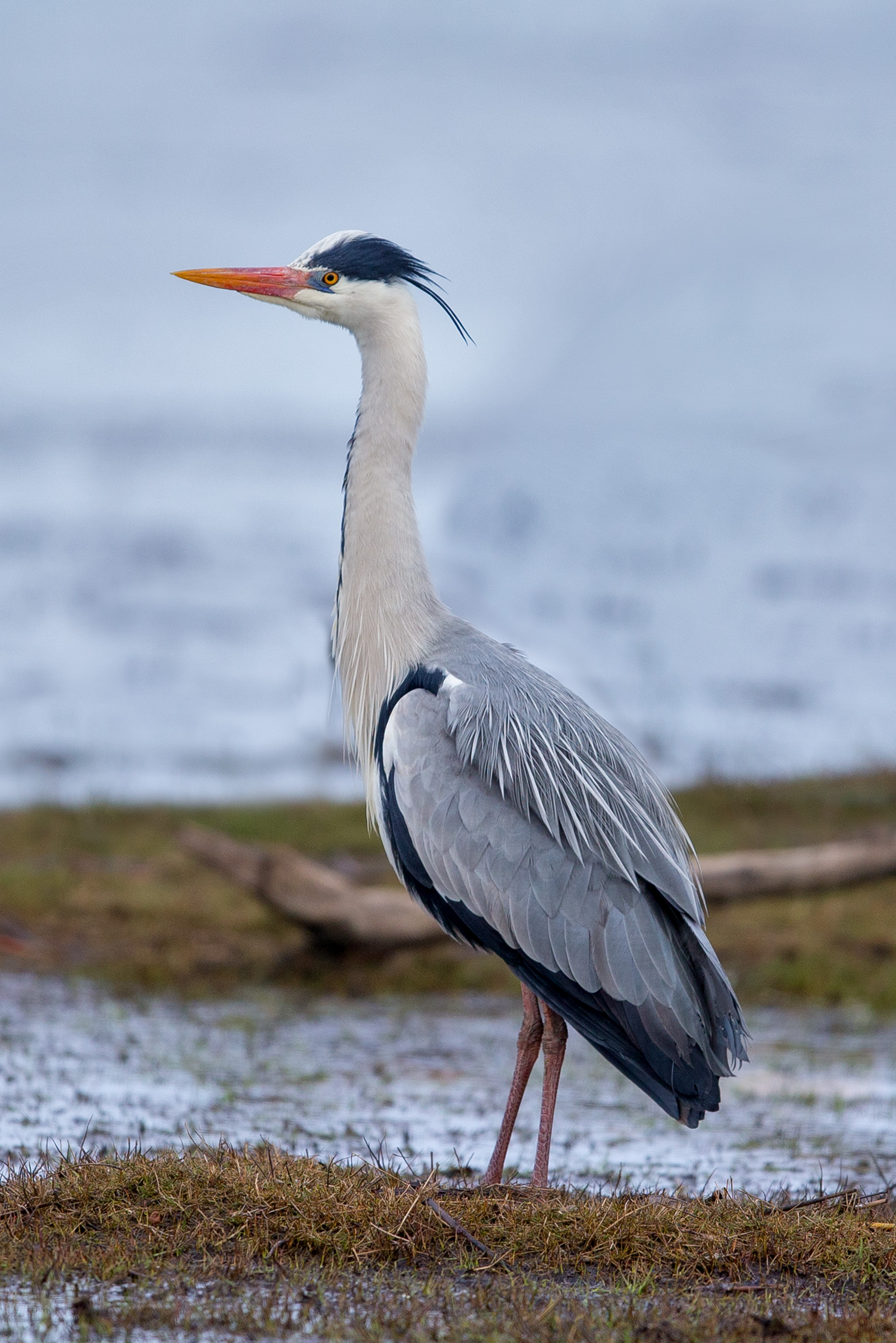 Herons Wallpapers