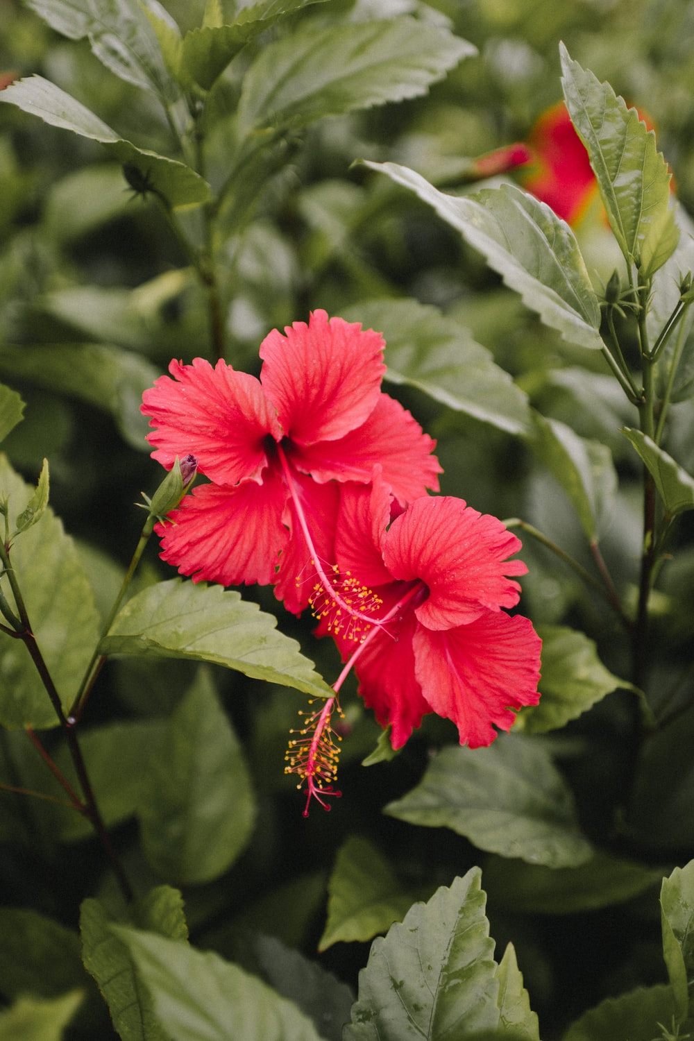 Hibiscus Wallpapers