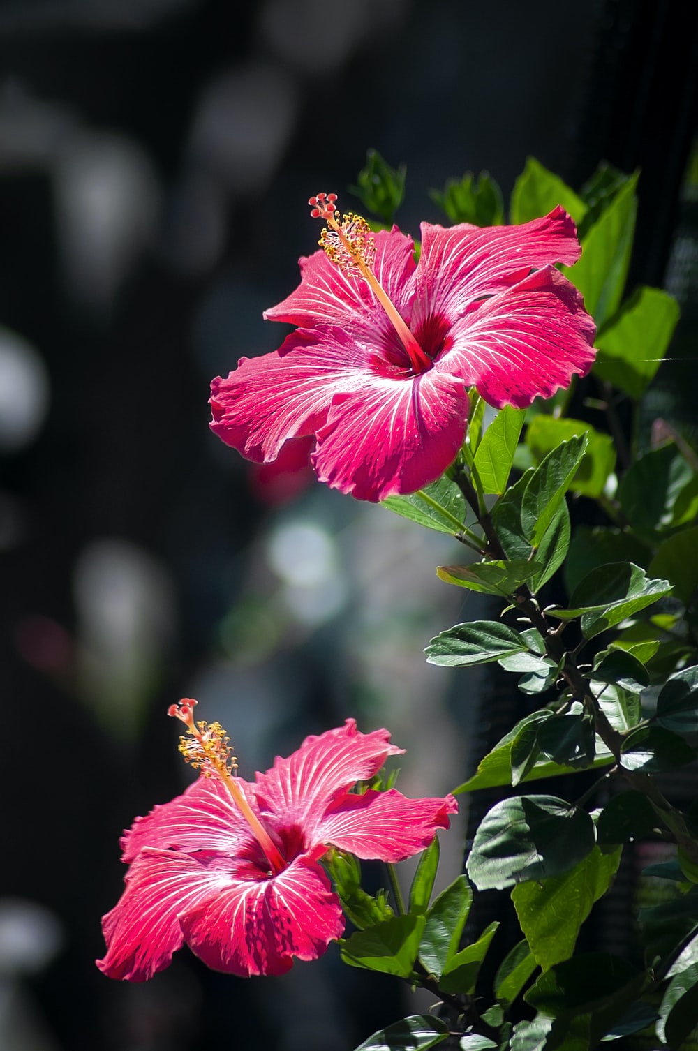 Hibiscus Wallpapers