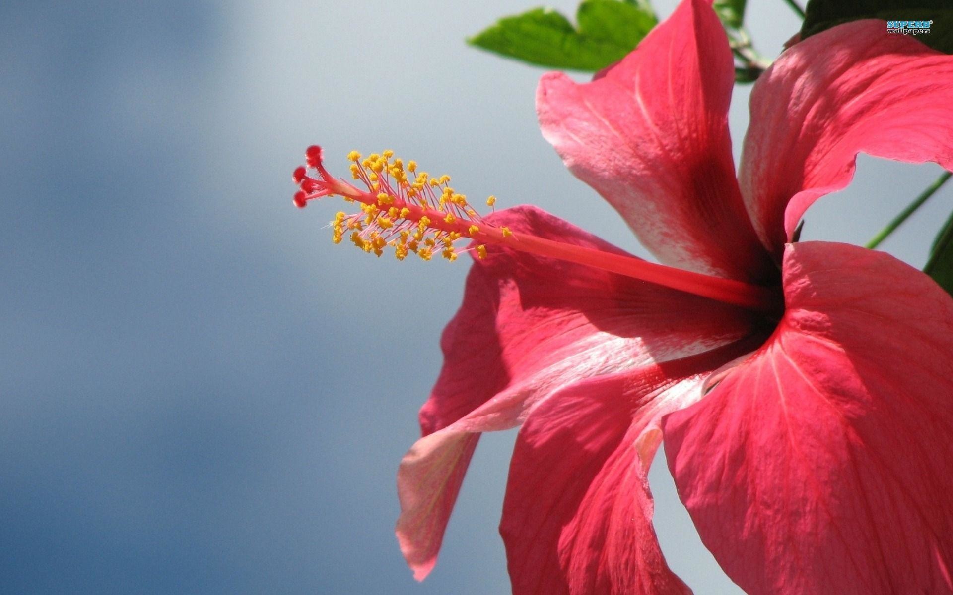 Hibiscus Wallpapers