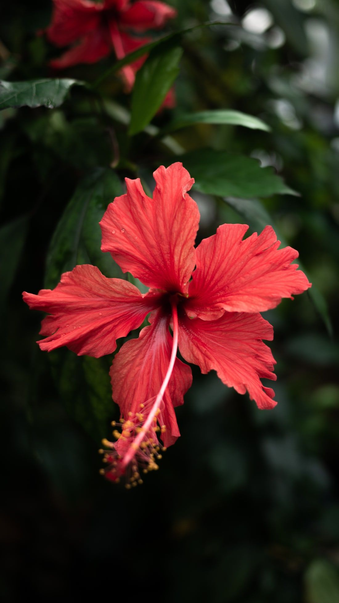 Hibiscus Wallpapers