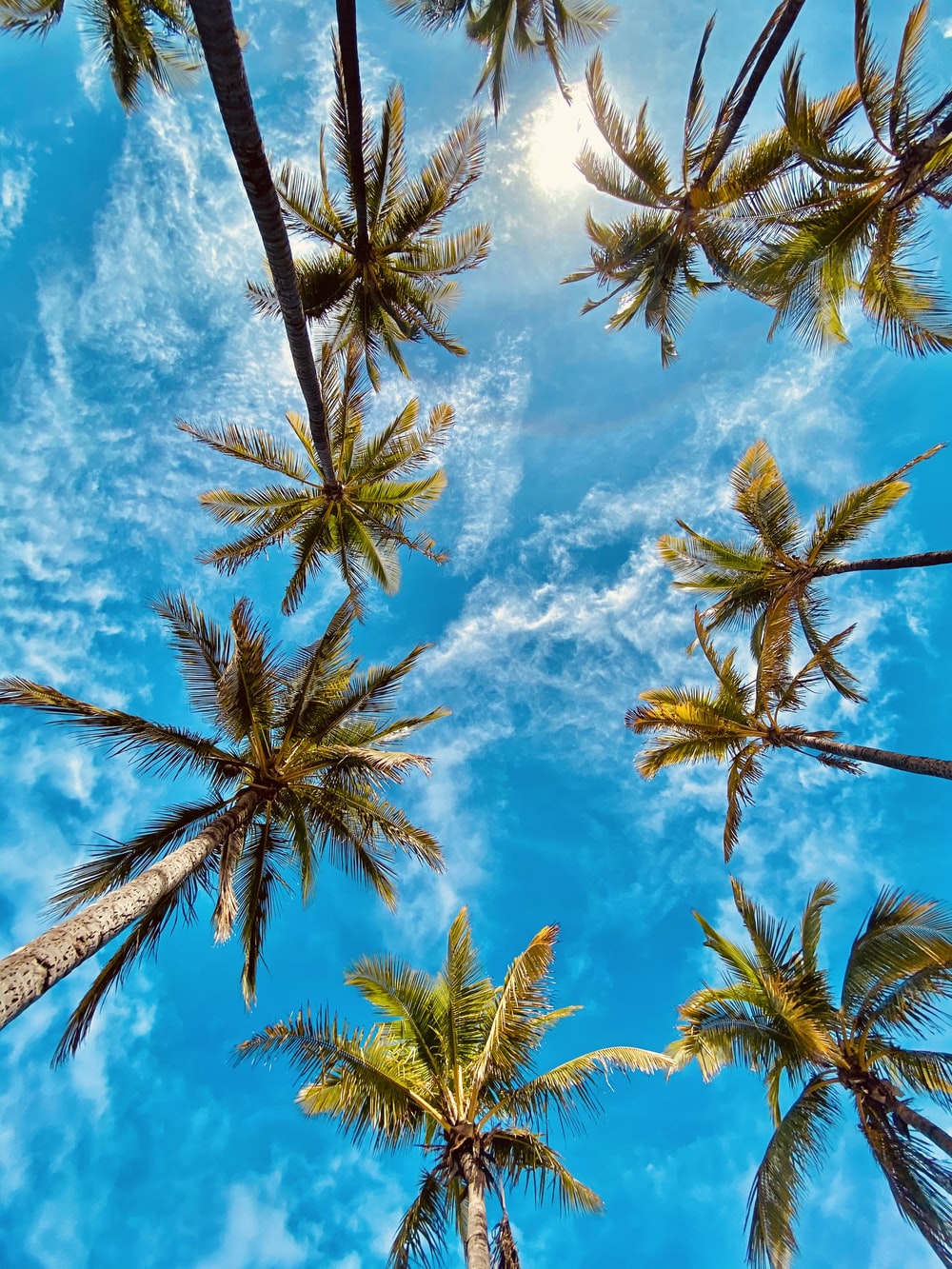 High Definition Tropical Wallpapers