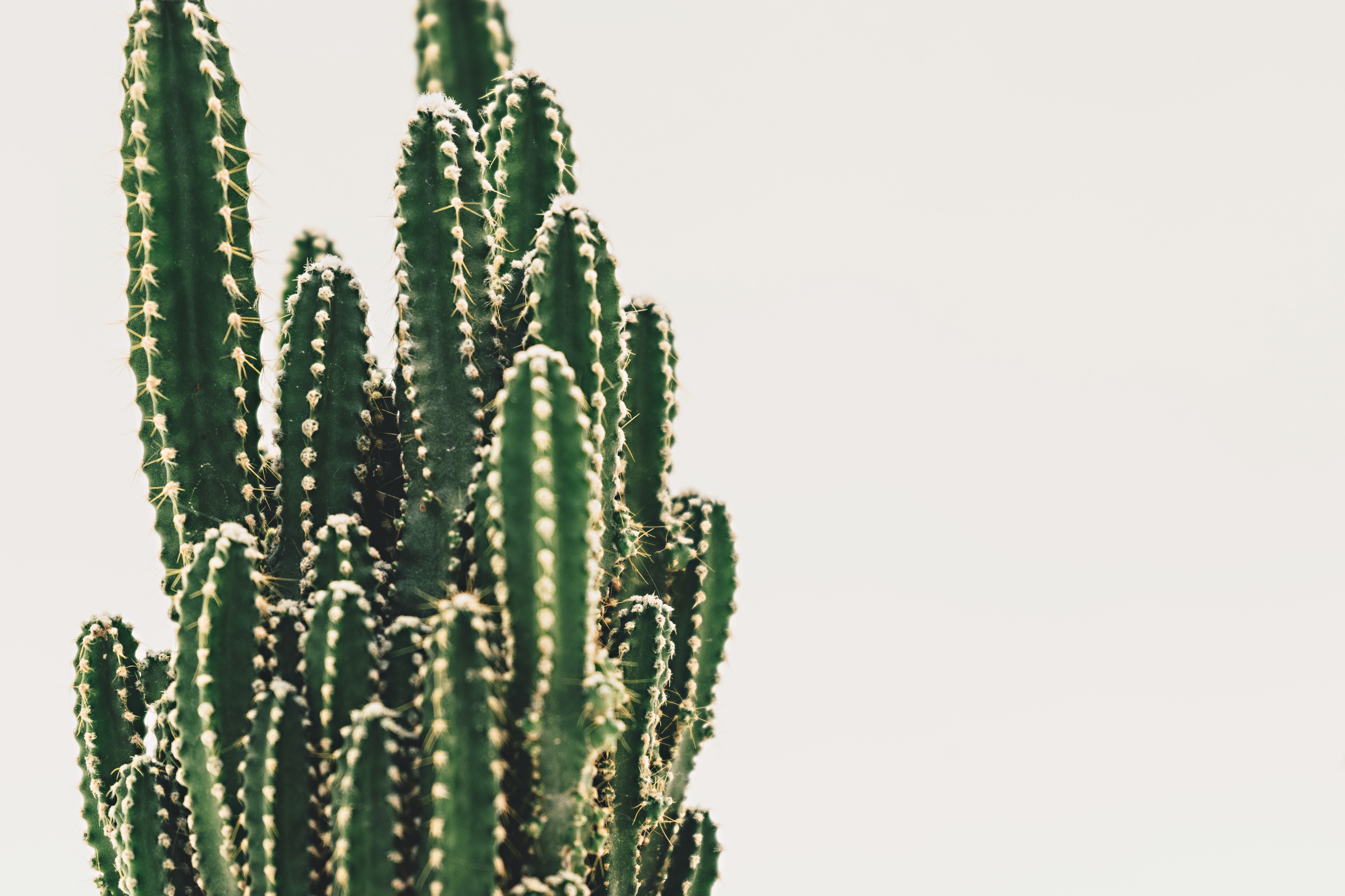 High Resolution Cactus Photography Wallpapers