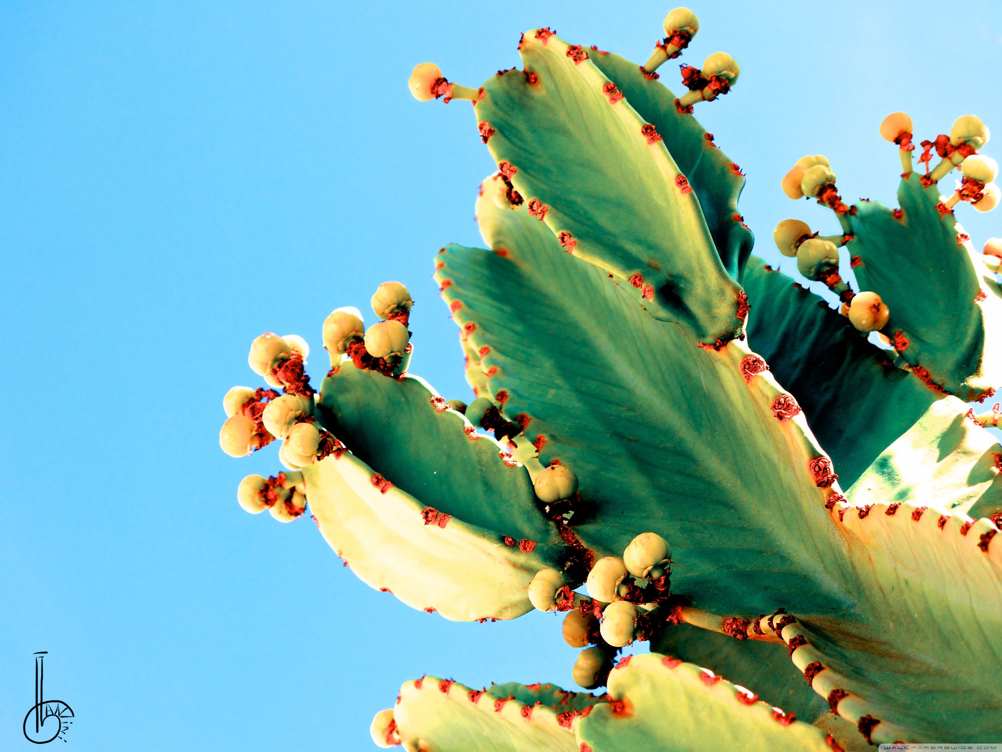 High Resolution Cactus Photography Wallpapers