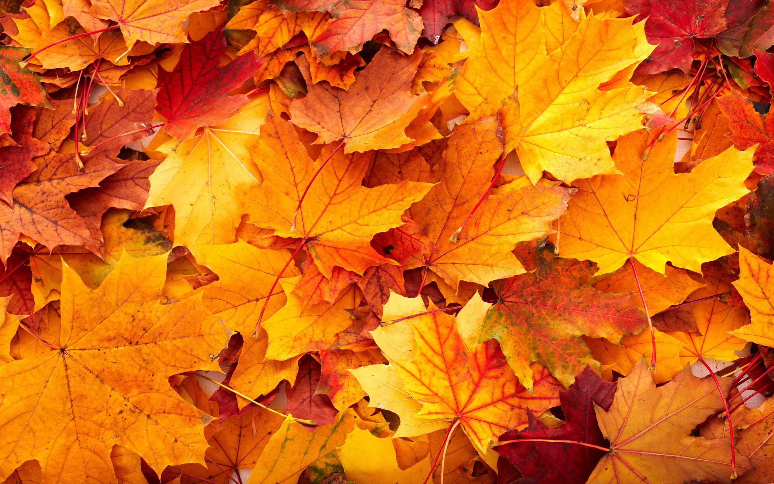 High Resolution Fall Background