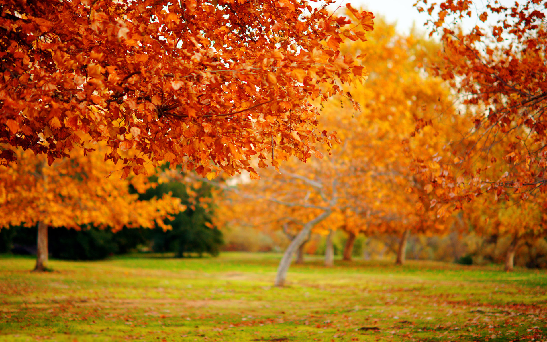 High Resolution Fall Background