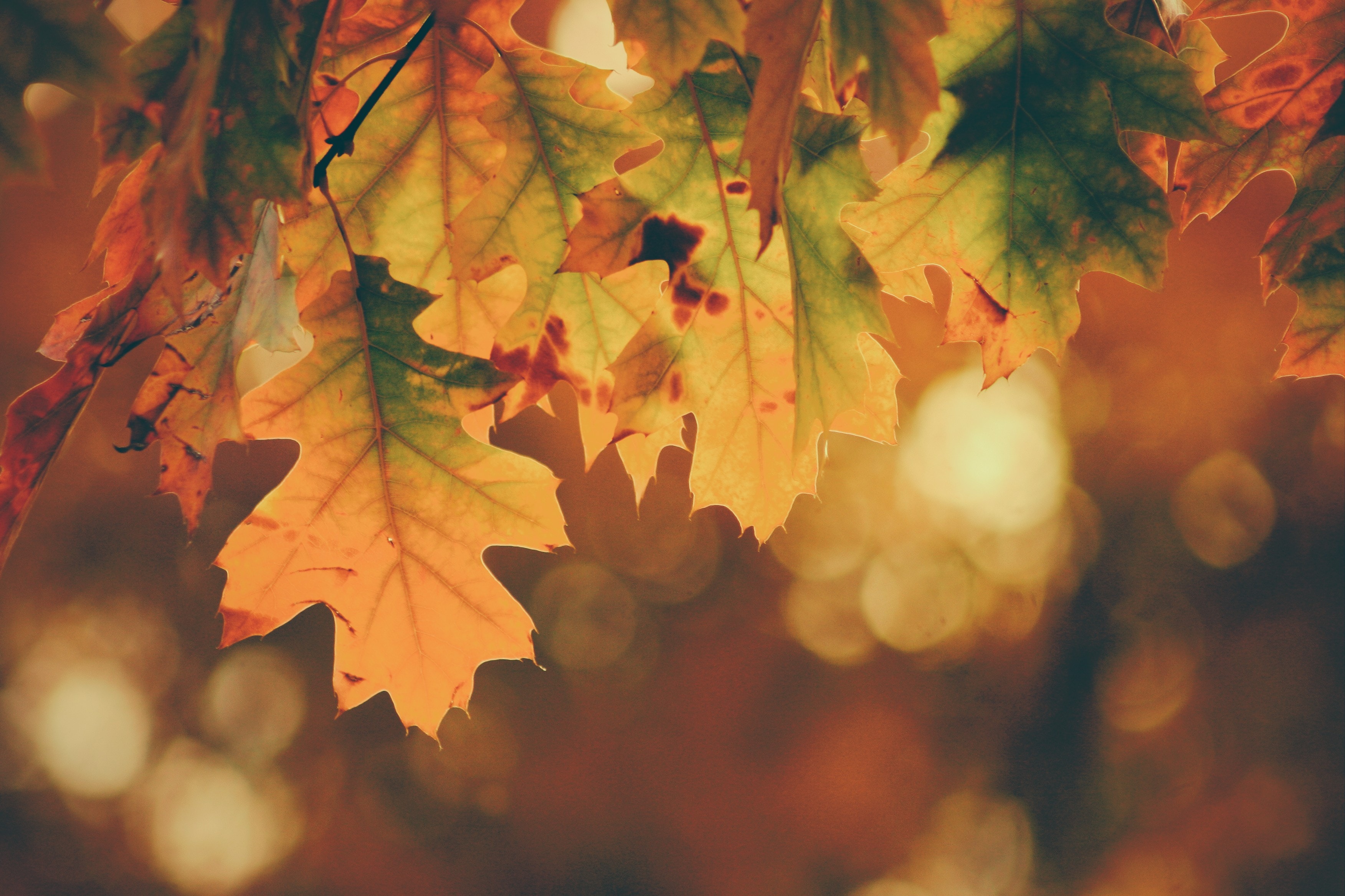 High Resolution Fall Background