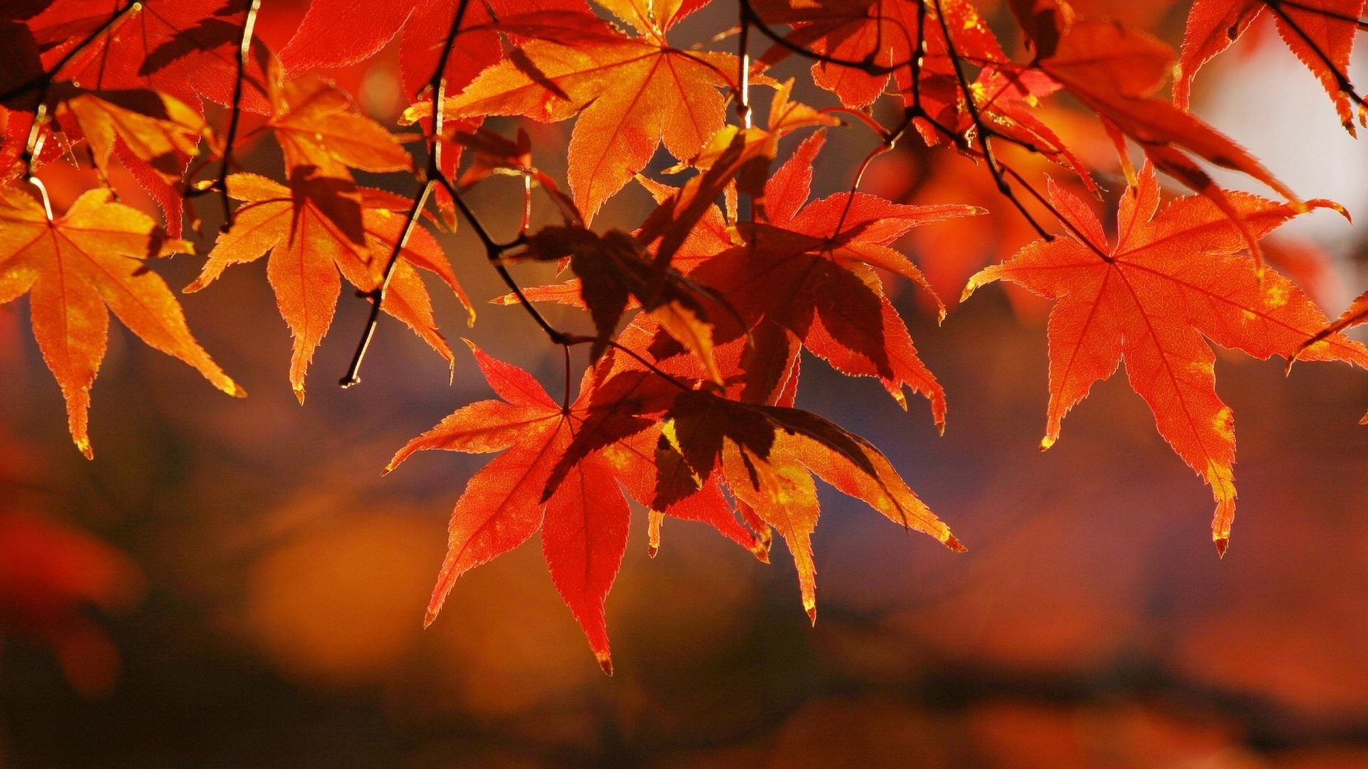 High Resolution Fall Background