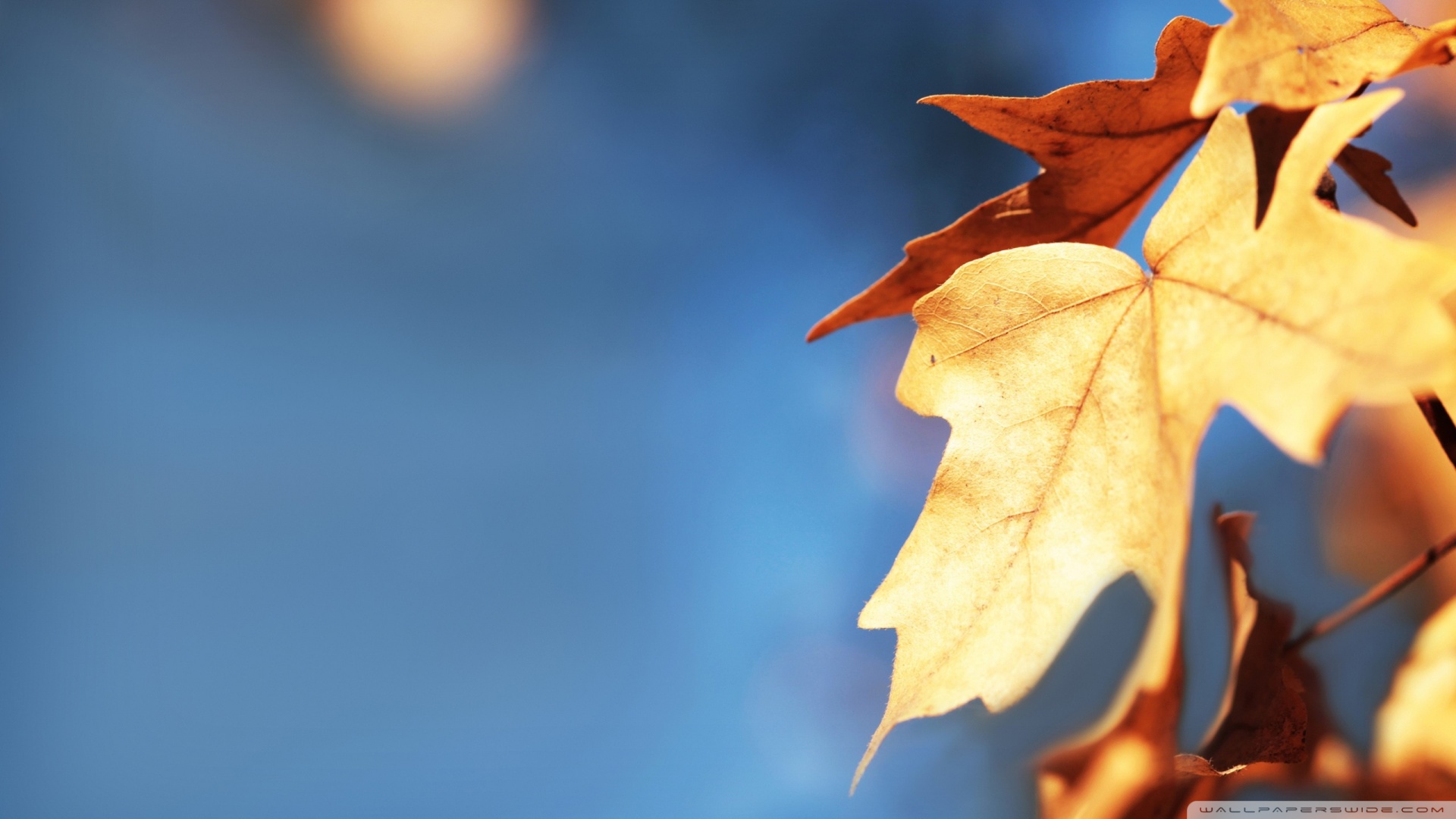 High Resolution Fall Background