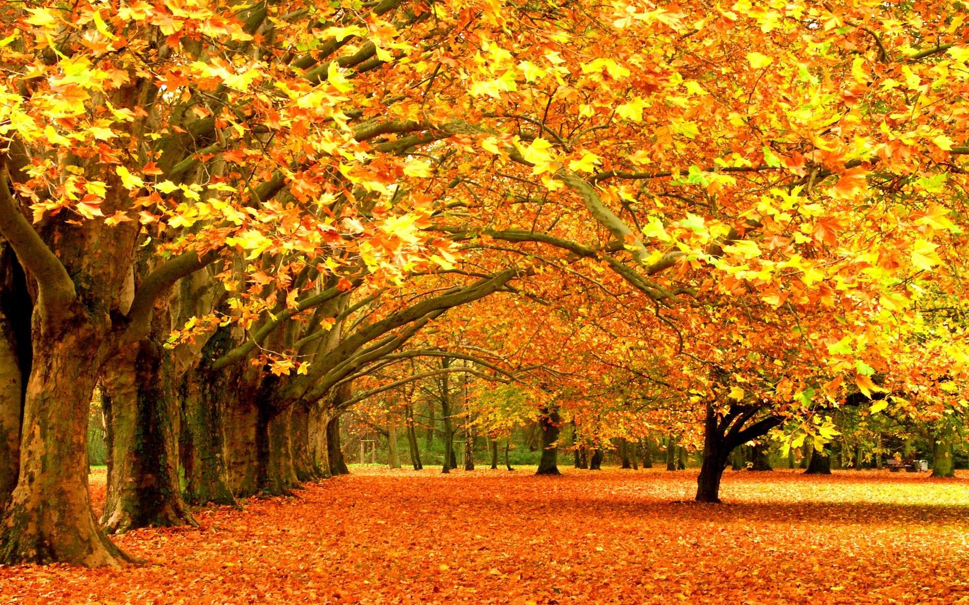 High Resolution Fall Background