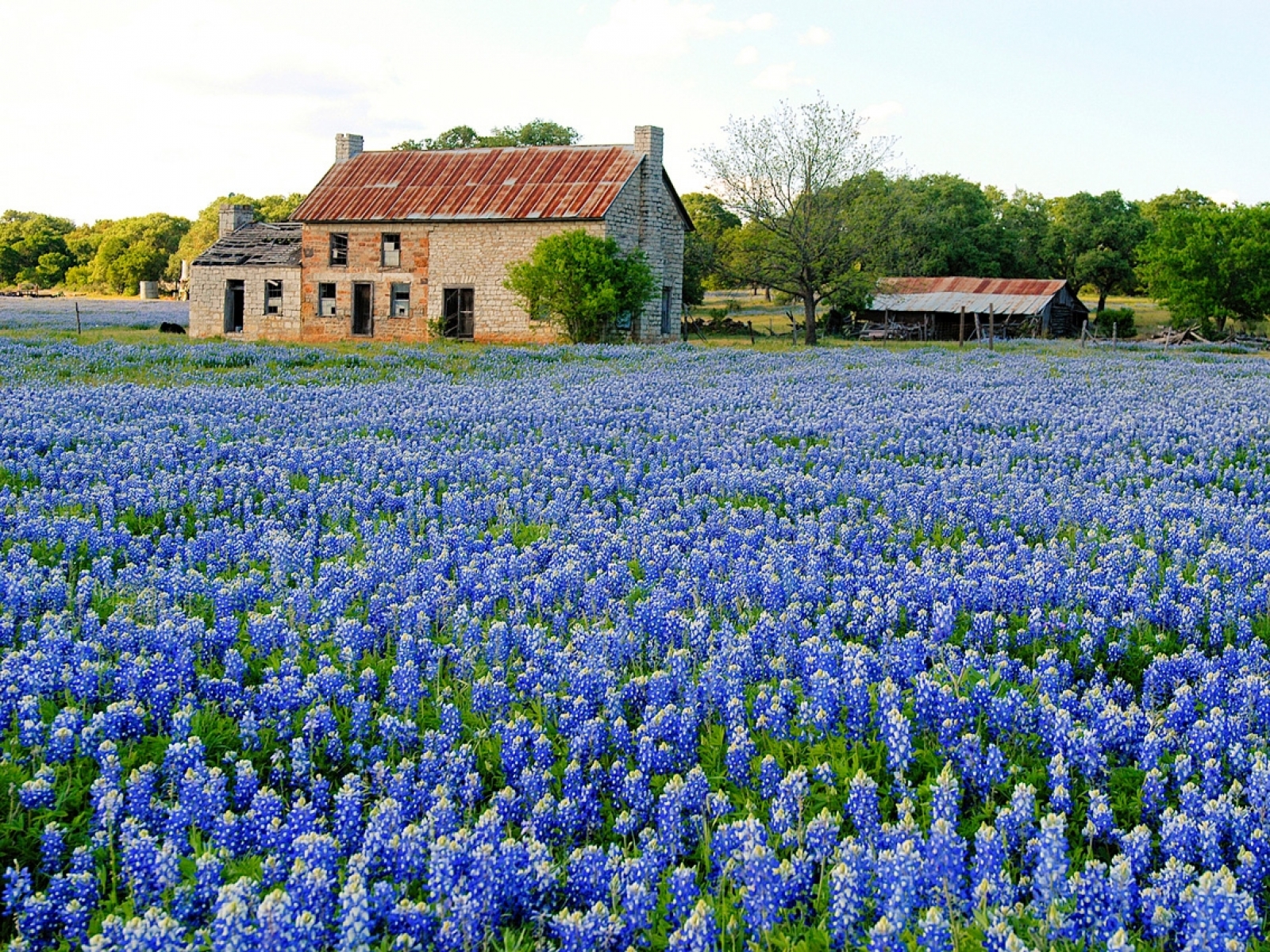 High Resolution Texas Bluebonnets Wallpapers