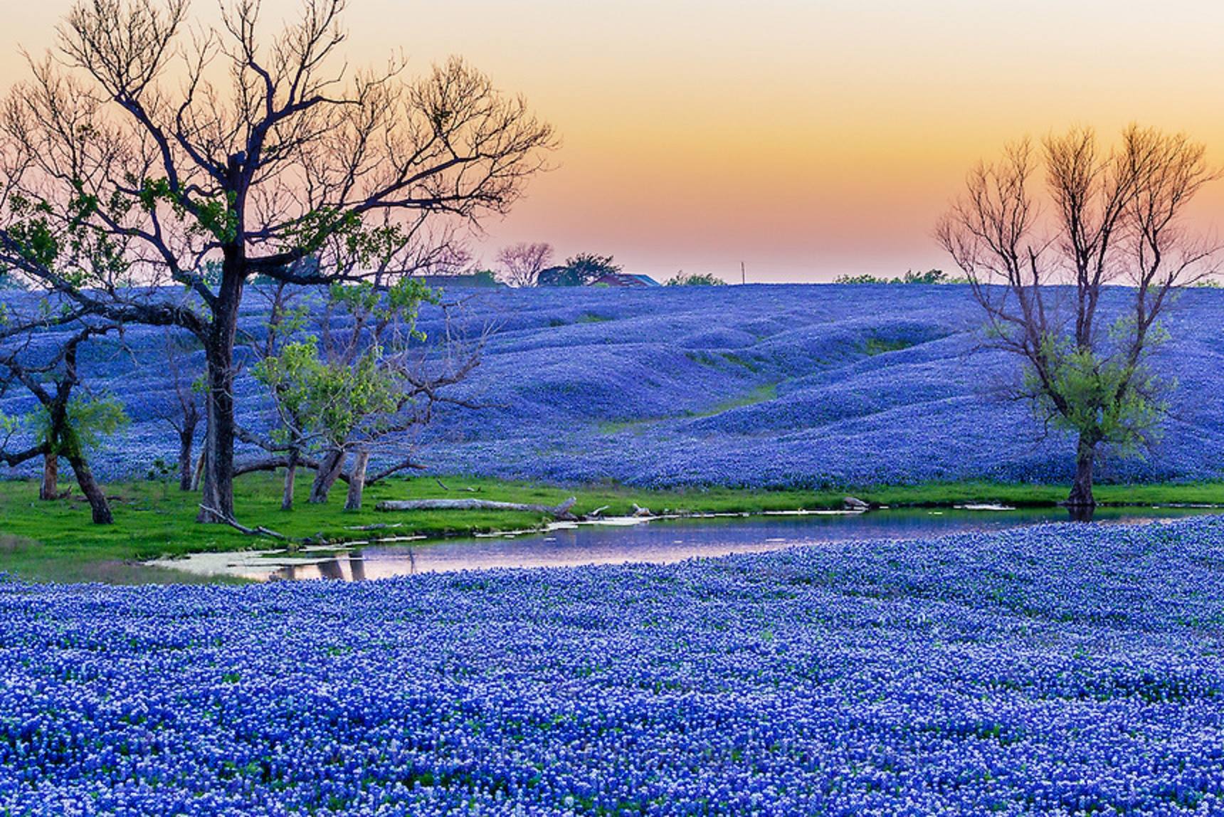 High Resolution Texas Bluebonnets Wallpapers