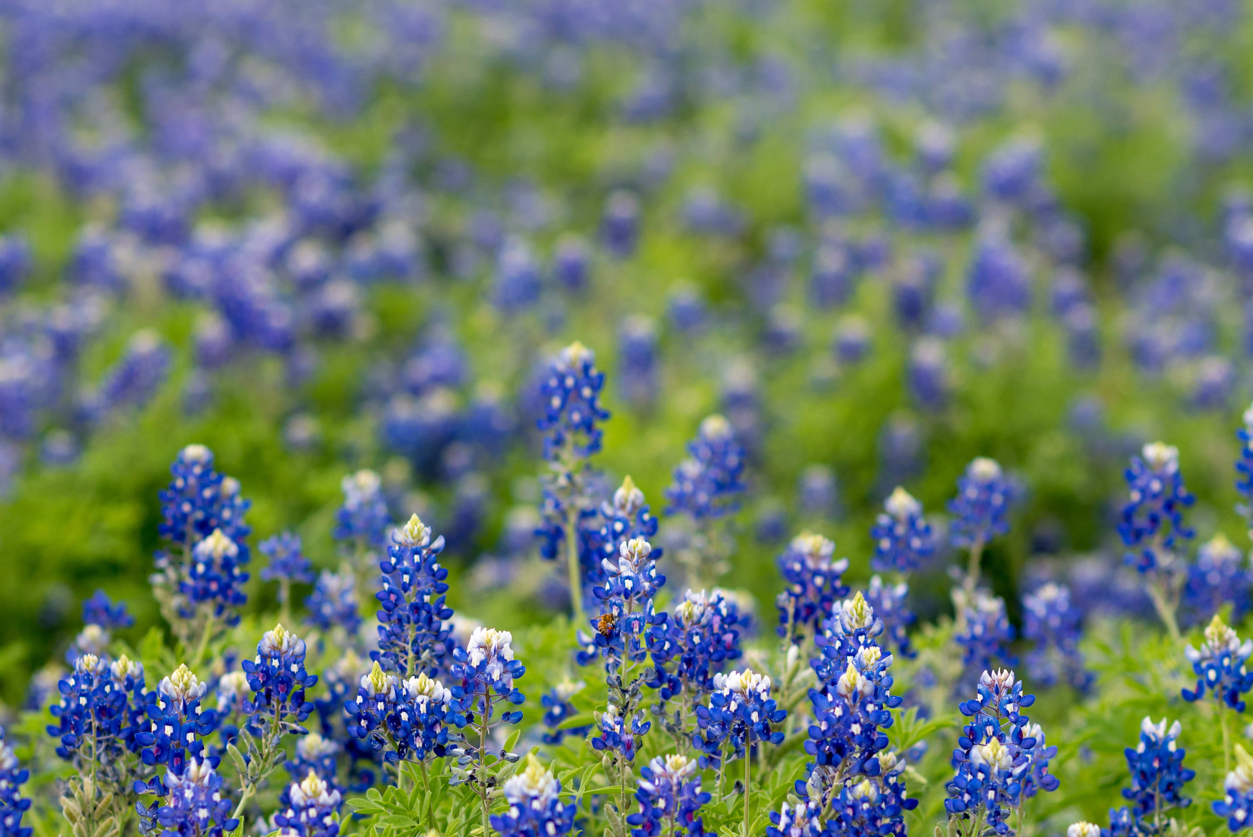 High Resolution Texas Bluebonnets Wallpapers