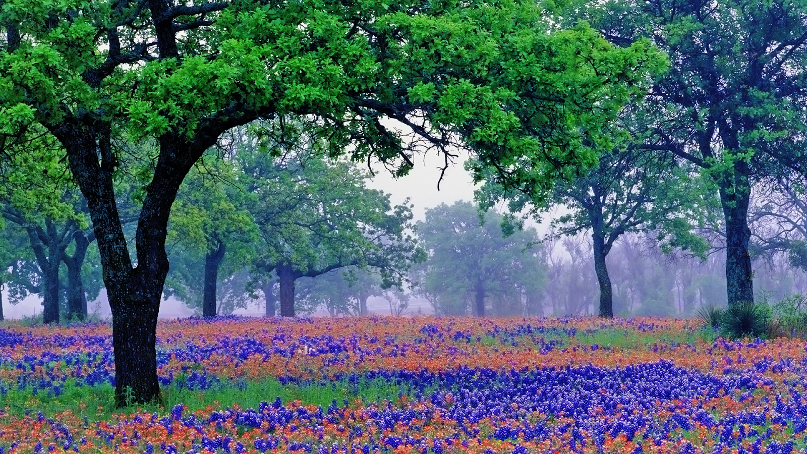 High Resolution Texas Bluebonnets Wallpapers