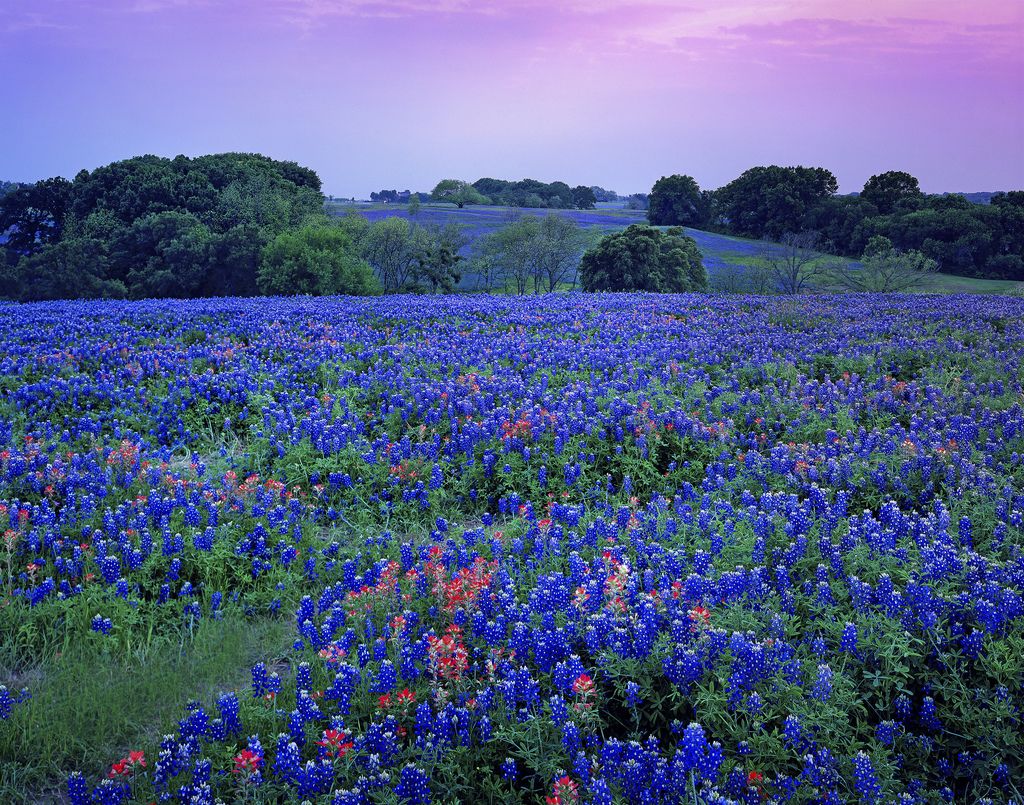 High Resolution Texas Bluebonnets Wallpapers