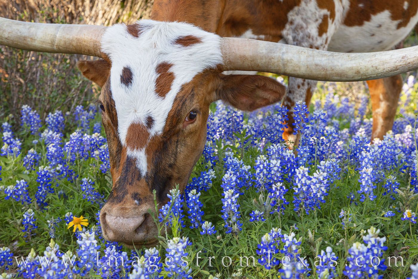 High Resolution Texas Bluebonnets Wallpapers