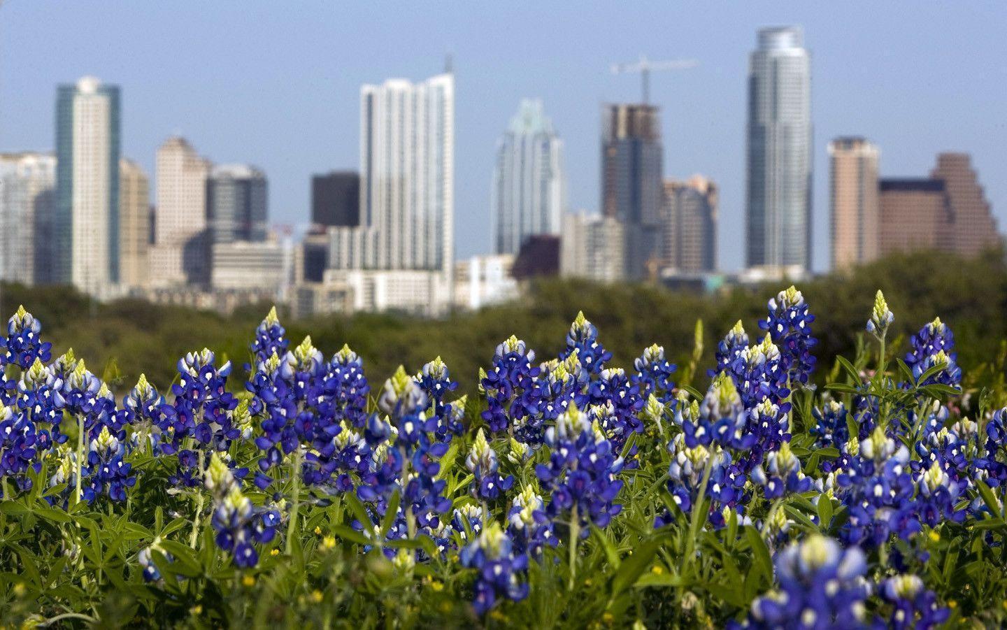 High Resolution Texas Bluebonnets Wallpapers