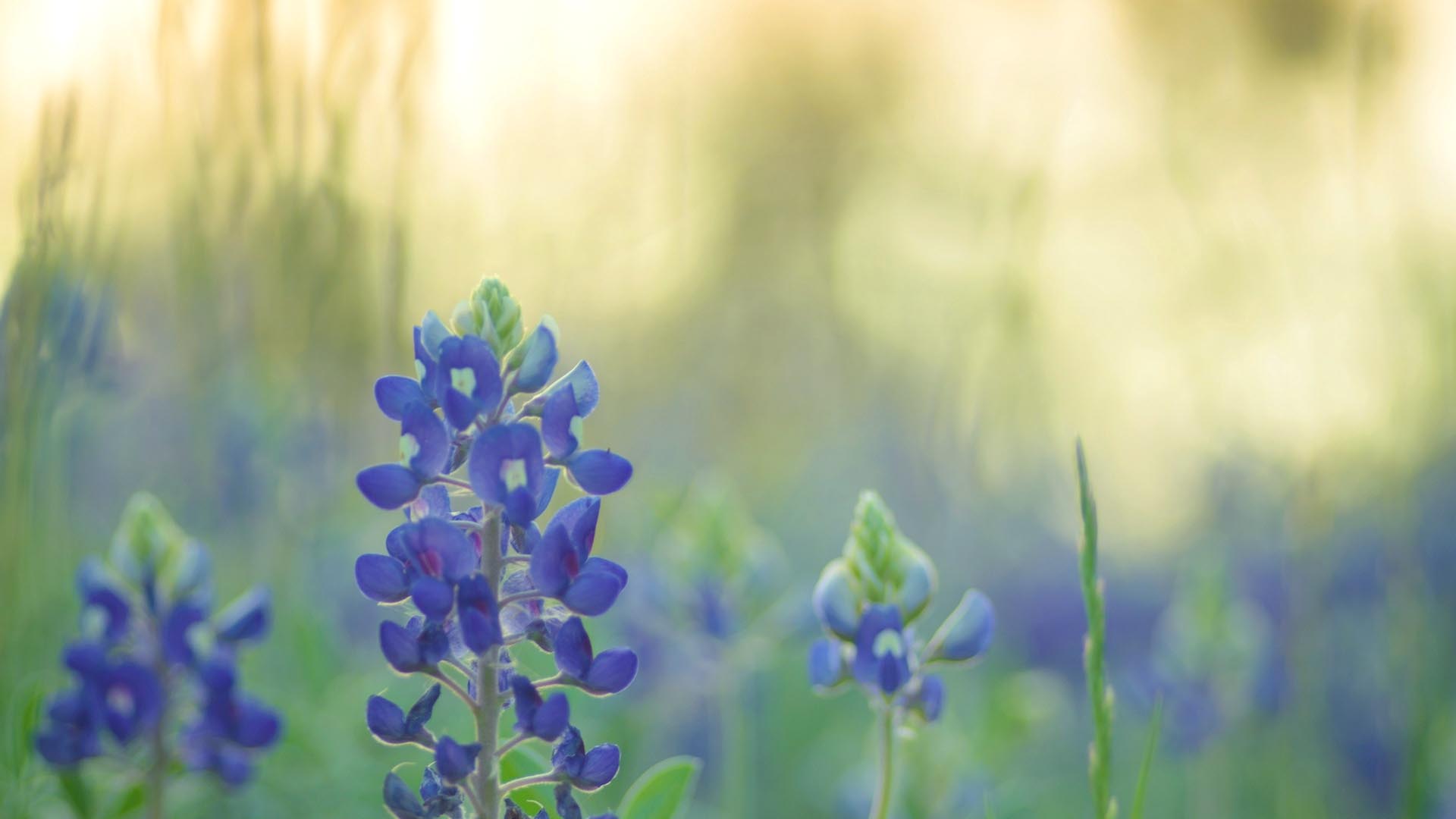 High Resolution Texas Bluebonnets Wallpapers