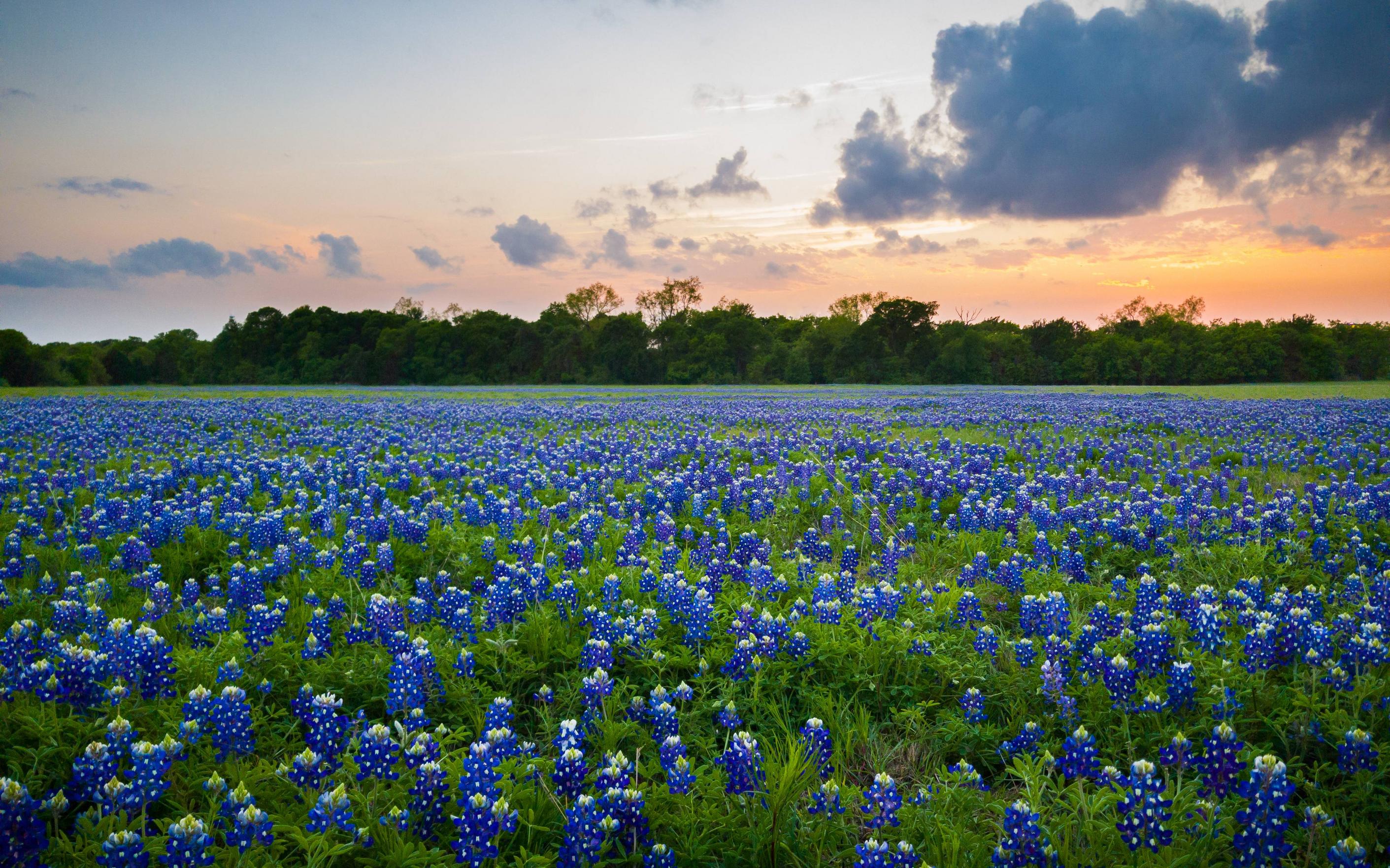 High Resolution Texas Bluebonnets Wallpapers