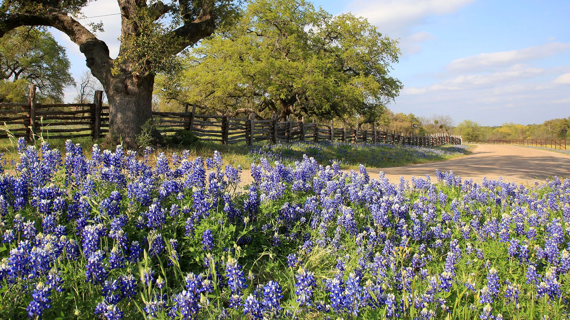 High Resolution Texas Bluebonnets Wallpapers