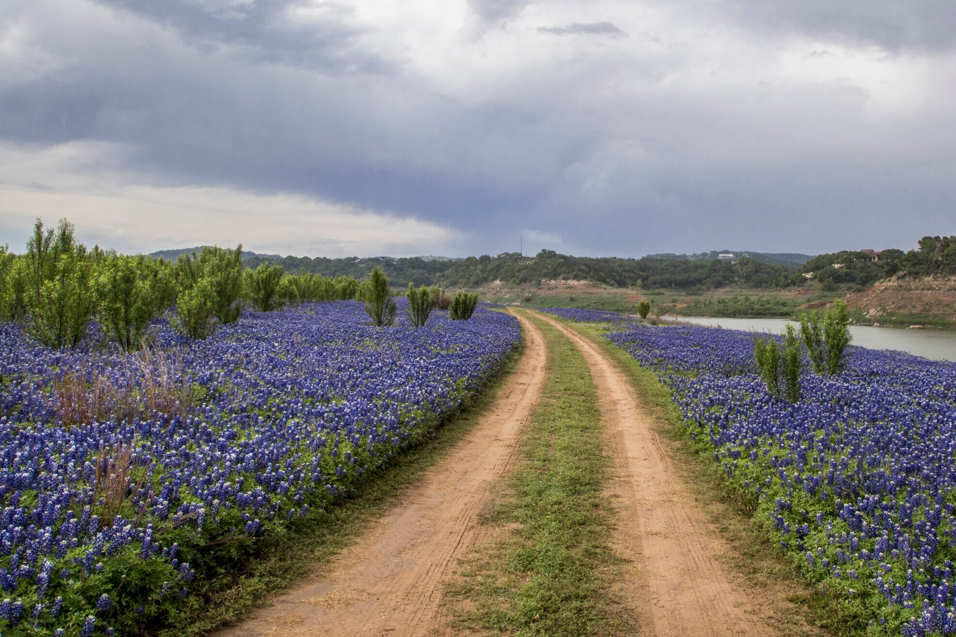 High Resolution Texas Bluebonnets Wallpapers