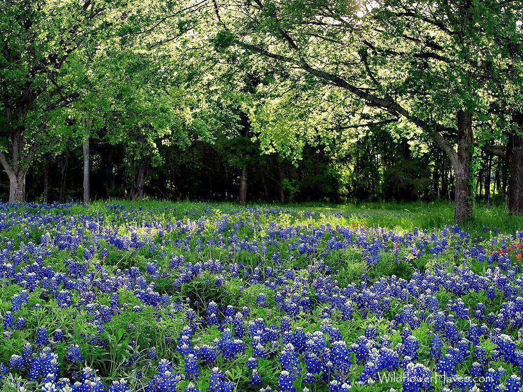 High Resolution Texas Bluebonnets Wallpapers