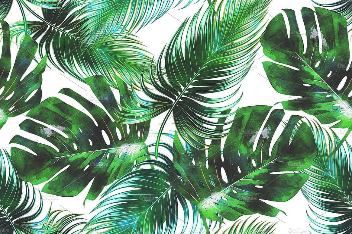 High Resolution Tropical Leaves Hd Wallpapers