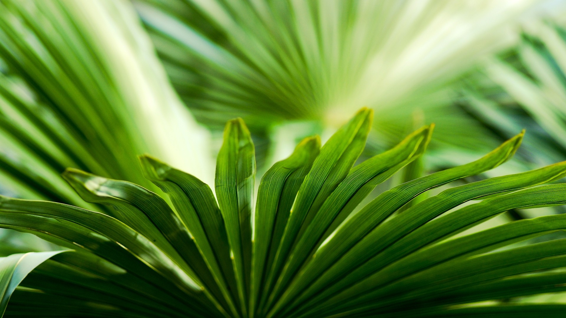 High Resolution Tropical Leaves Hd Wallpapers