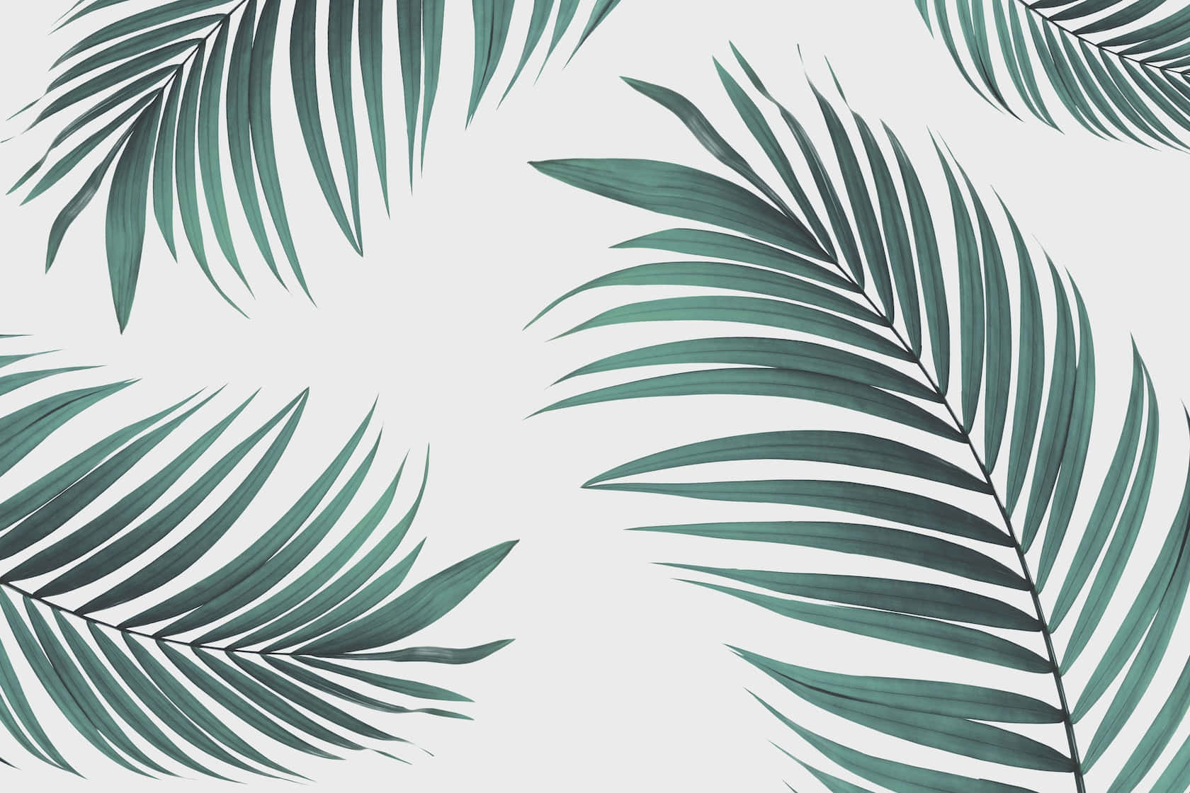 High Resolution Tropical Leaves Hd Wallpapers