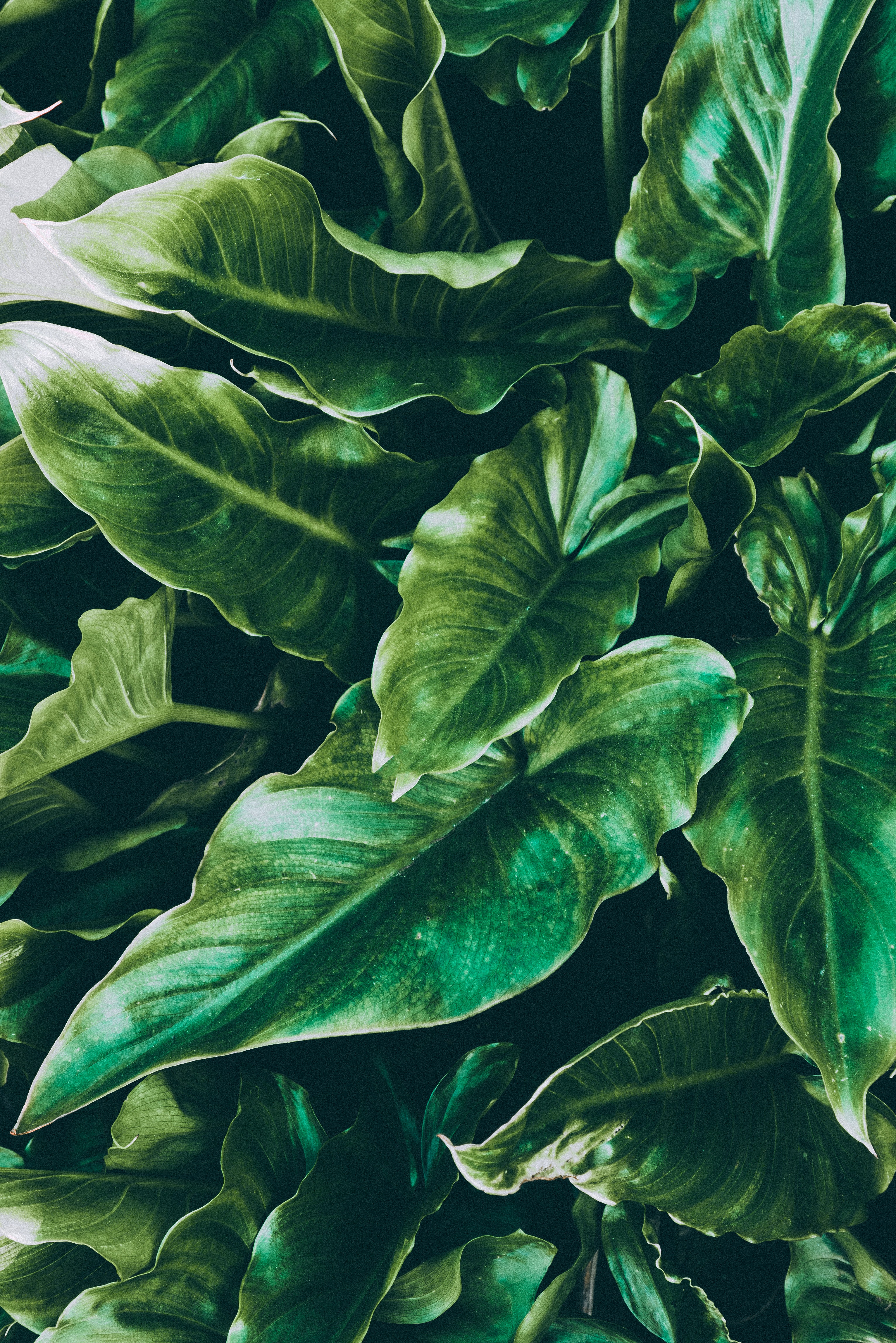 High Resolution Tropical Leaves Hd Wallpapers