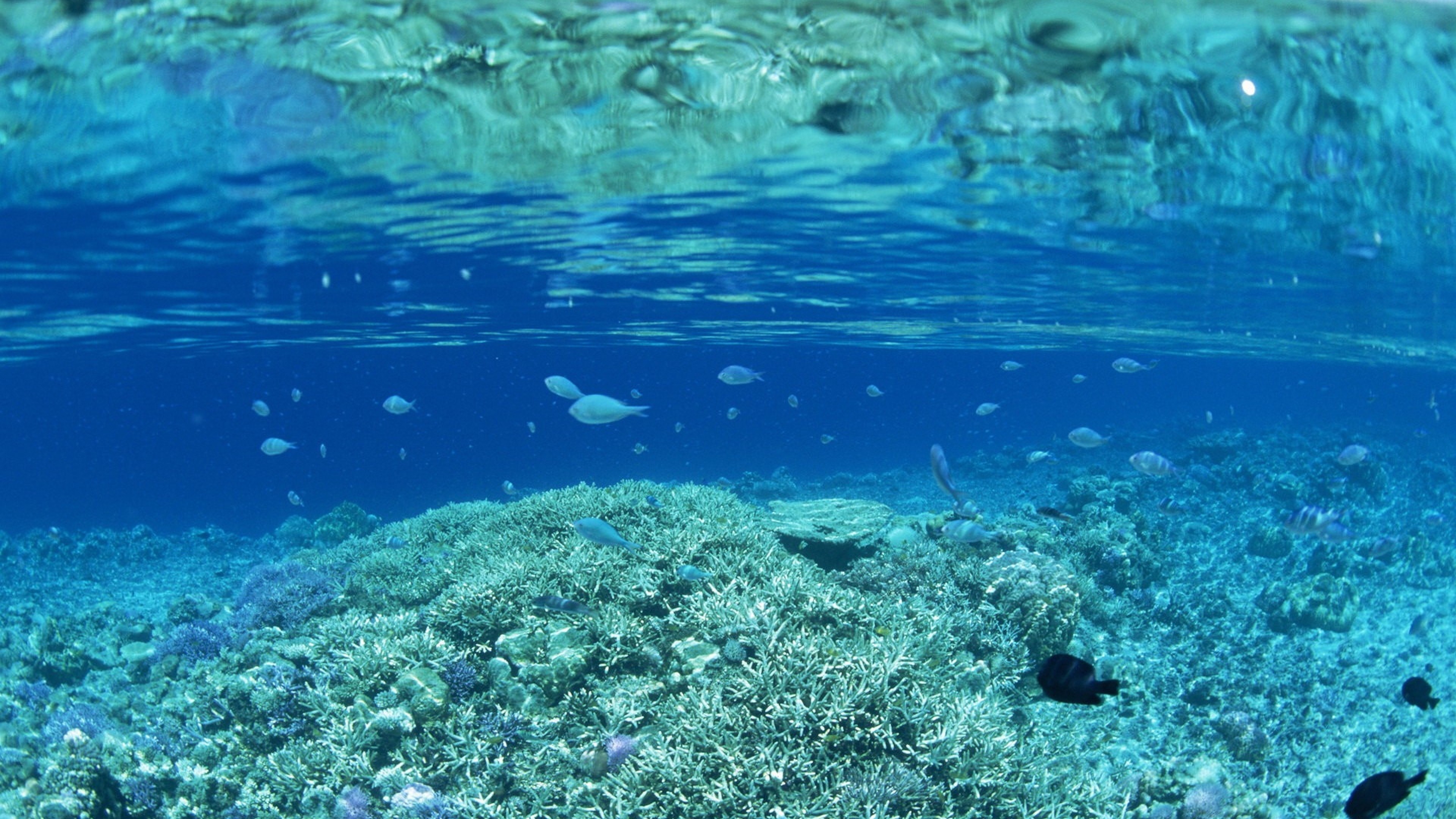 High Resolution Underwater Background