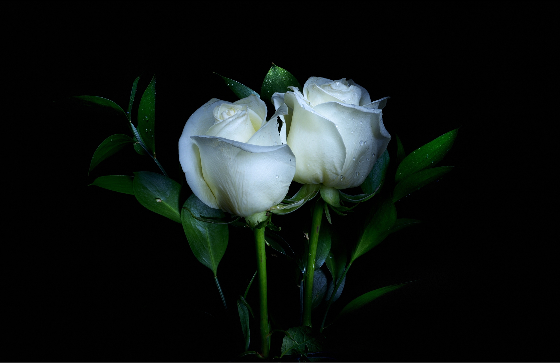 High Resolution White Rose Wallpapers
