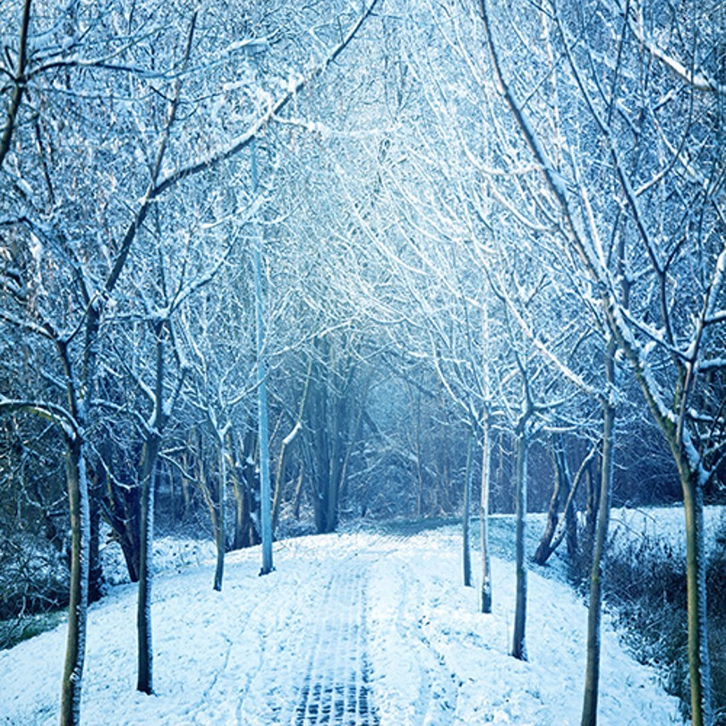 High Resolution Winter Wonderland Background
