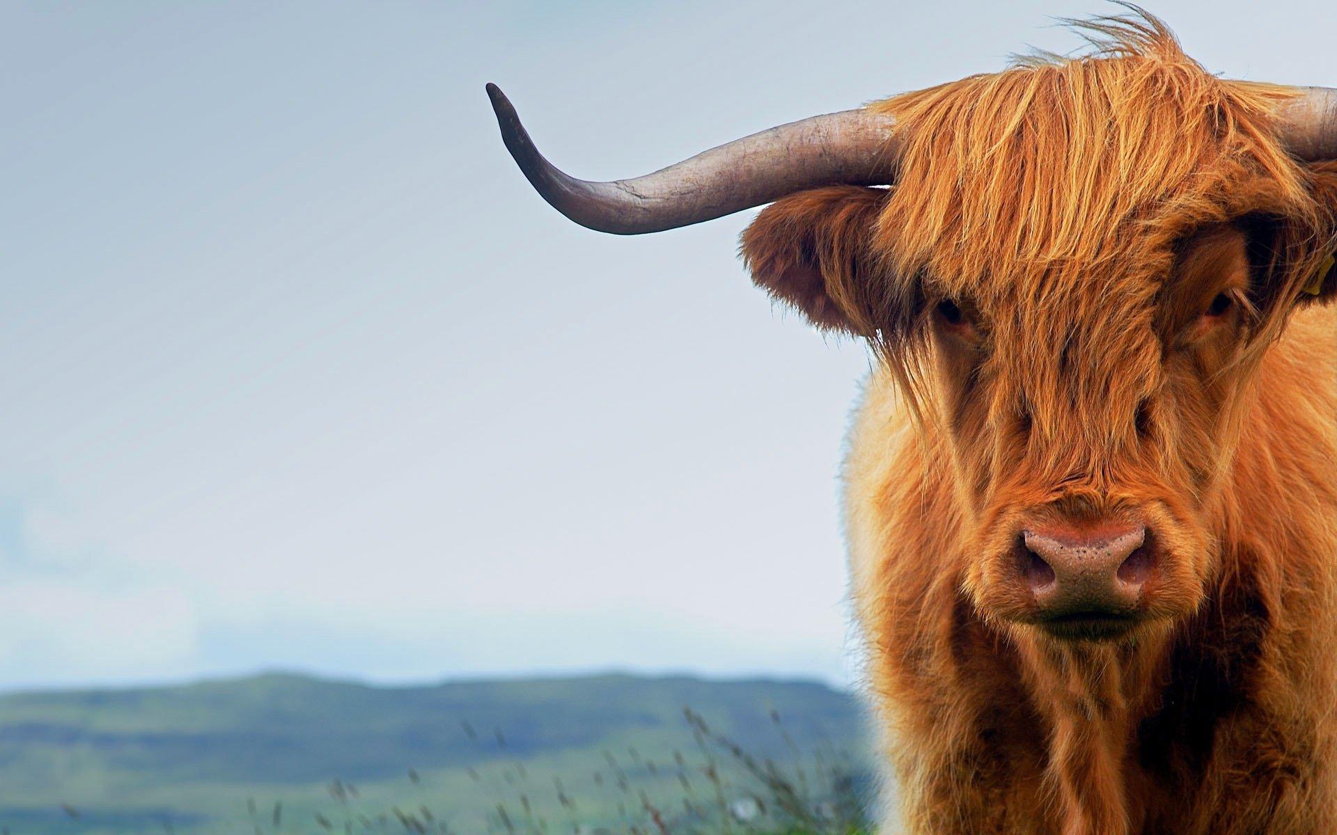 Highland Cattle Wallpapers