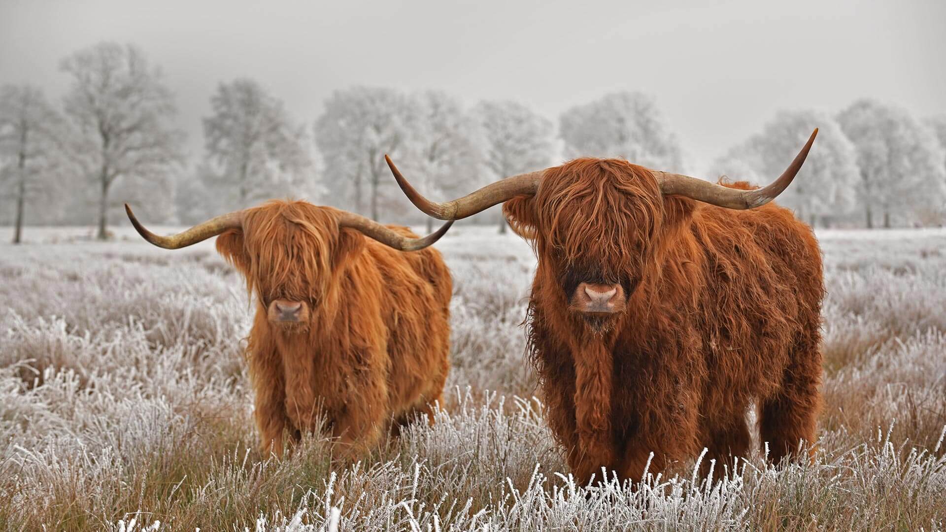 Highland Cattle Wallpapers