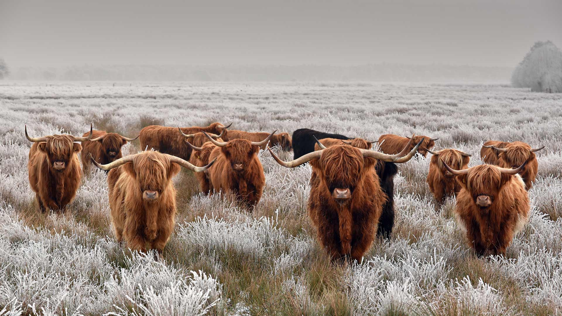 Highland Cattle Wallpapers