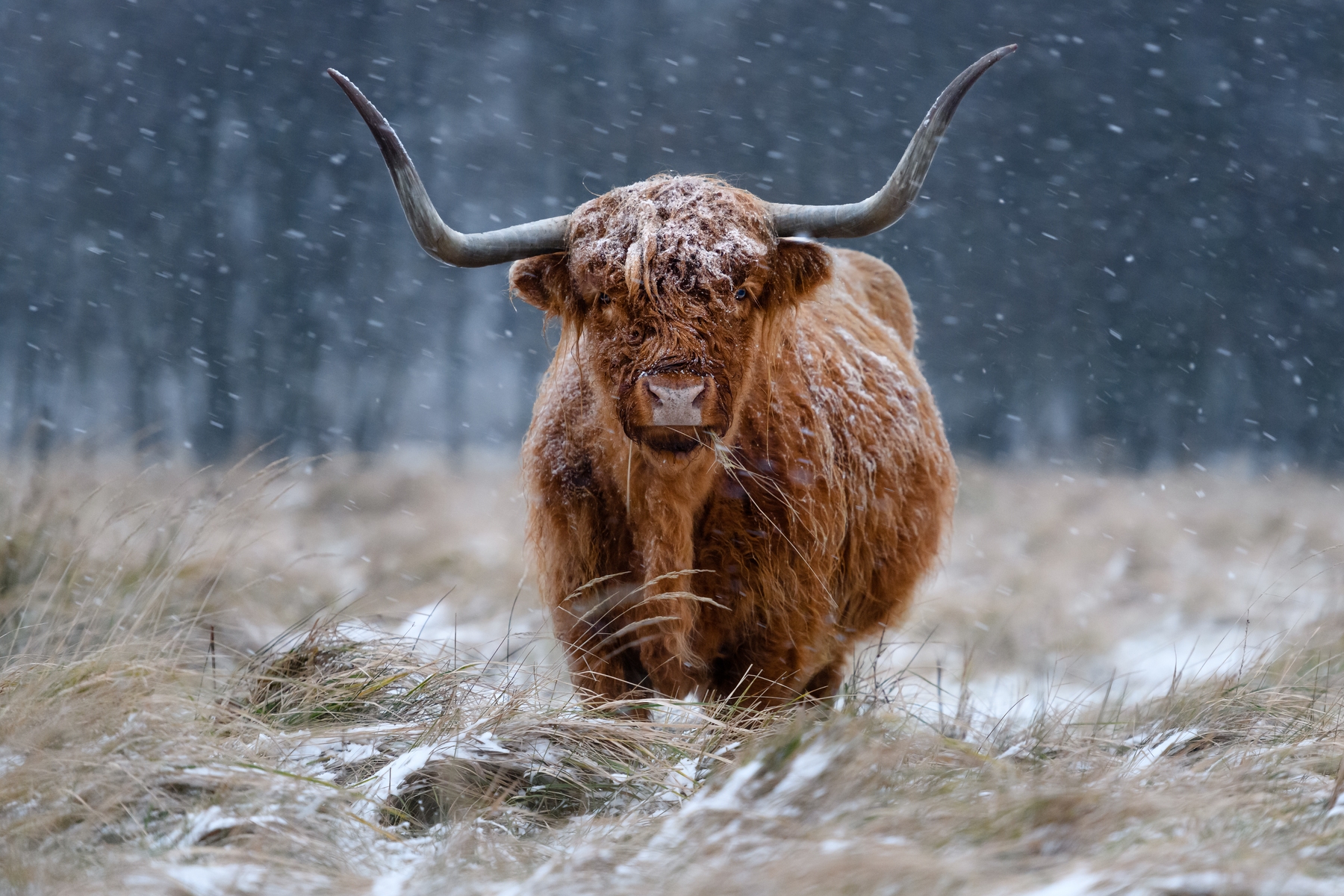 Highland Cattle Wallpapers