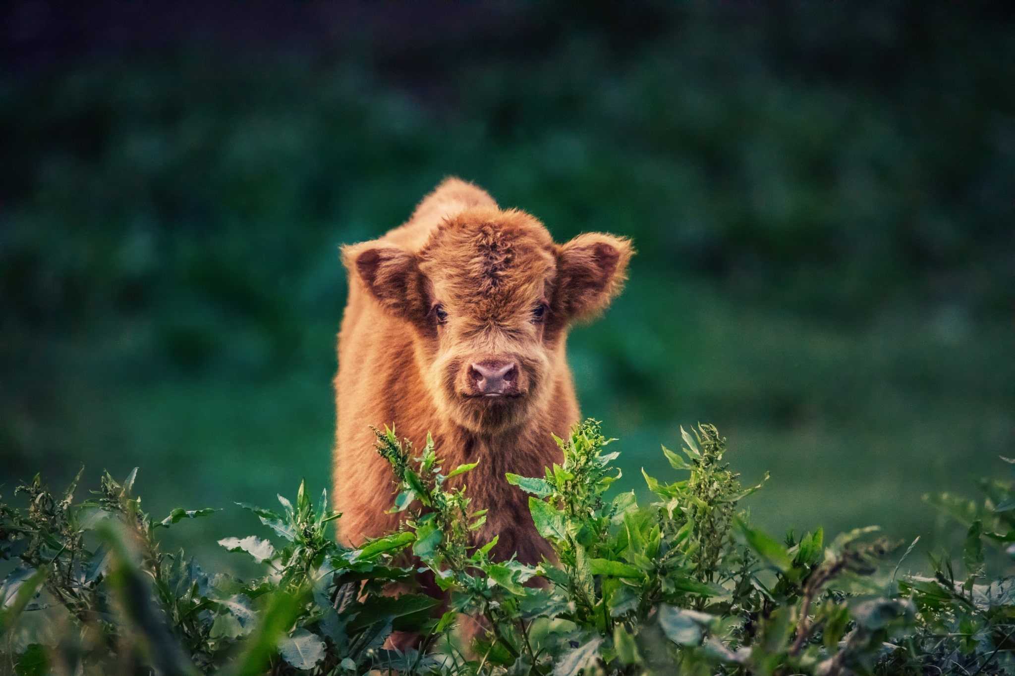 Highland Cattle Wallpapers