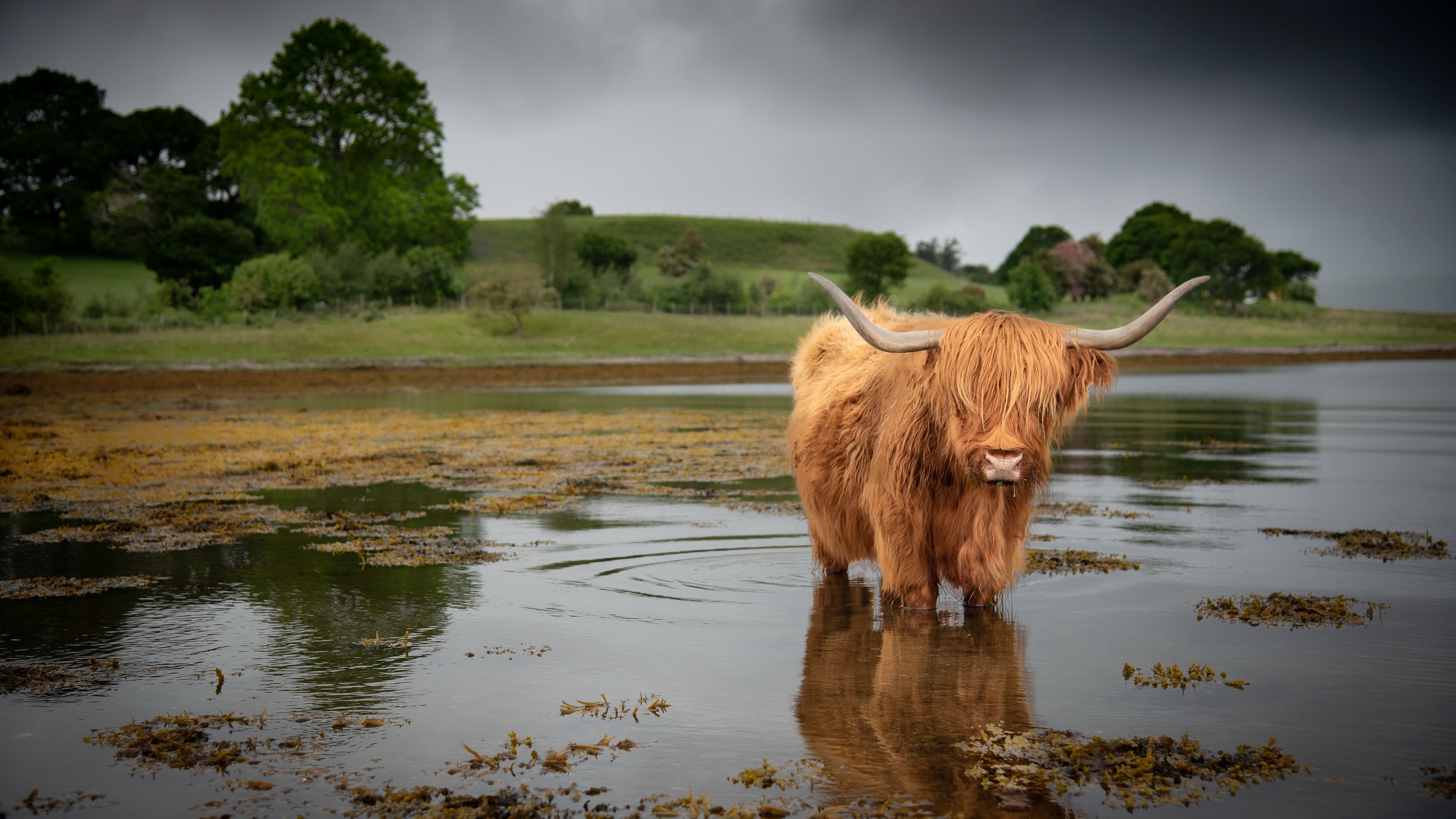 Highland Cattle Wallpapers