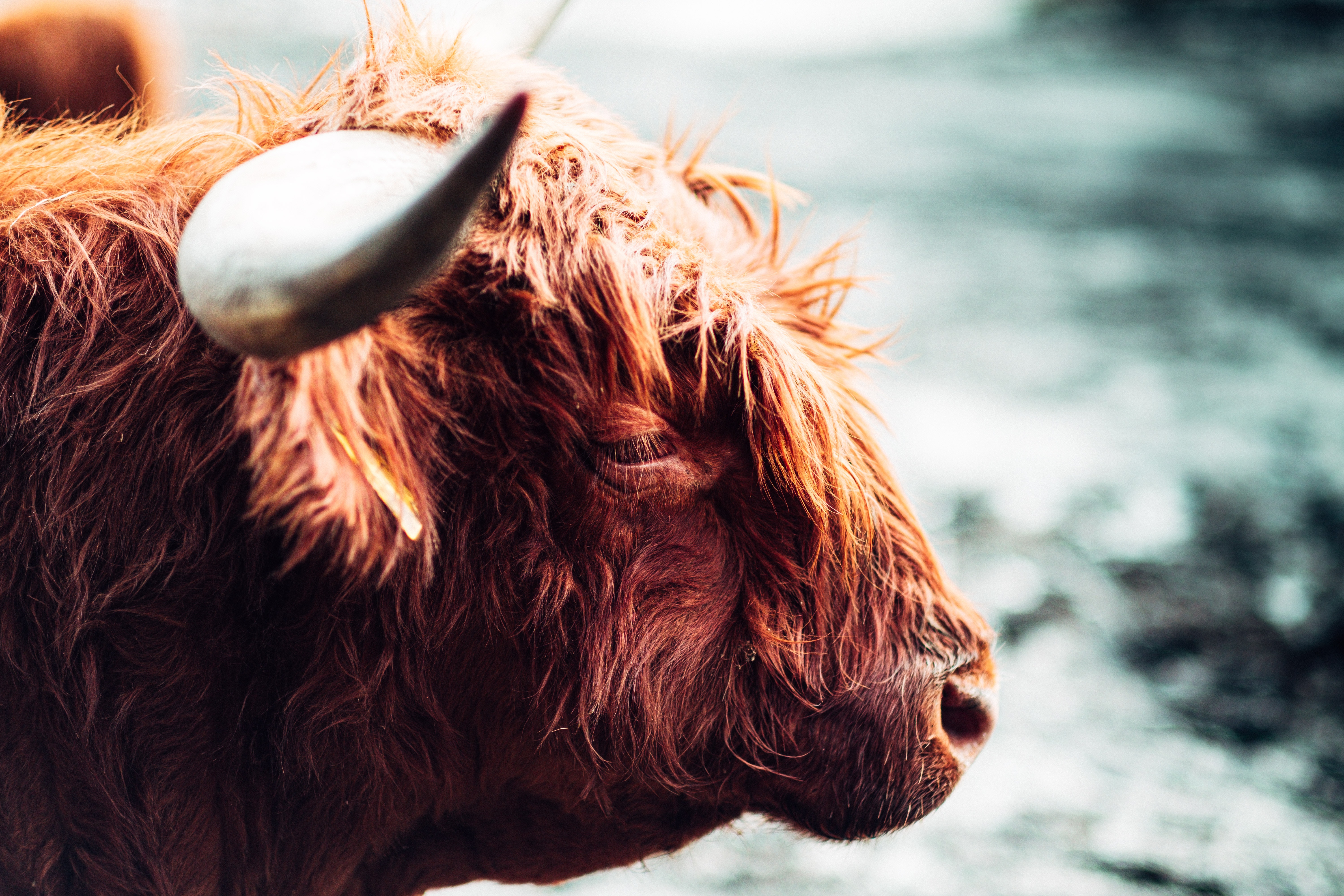 Highland Cattle Wallpapers