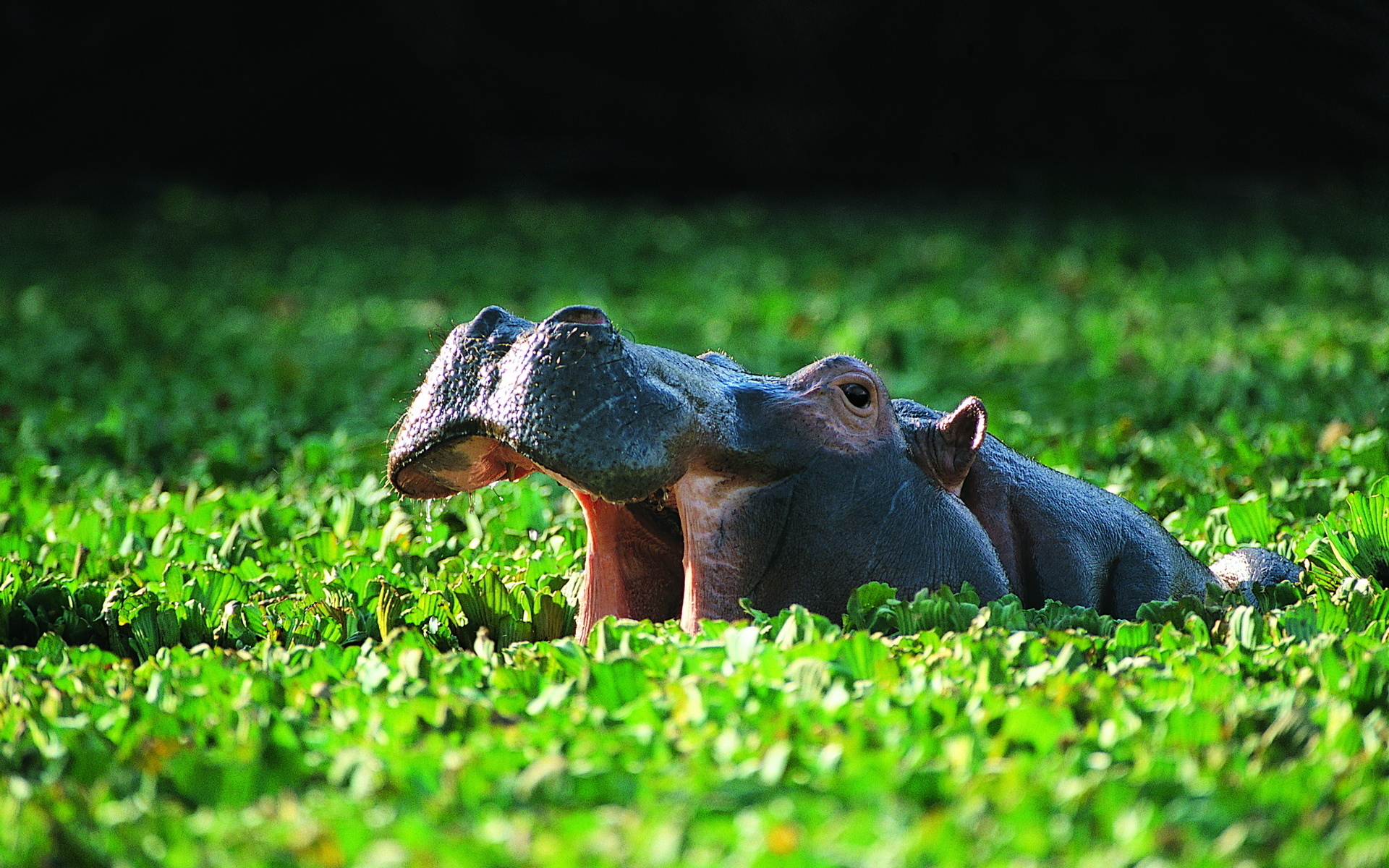 Hippo Background