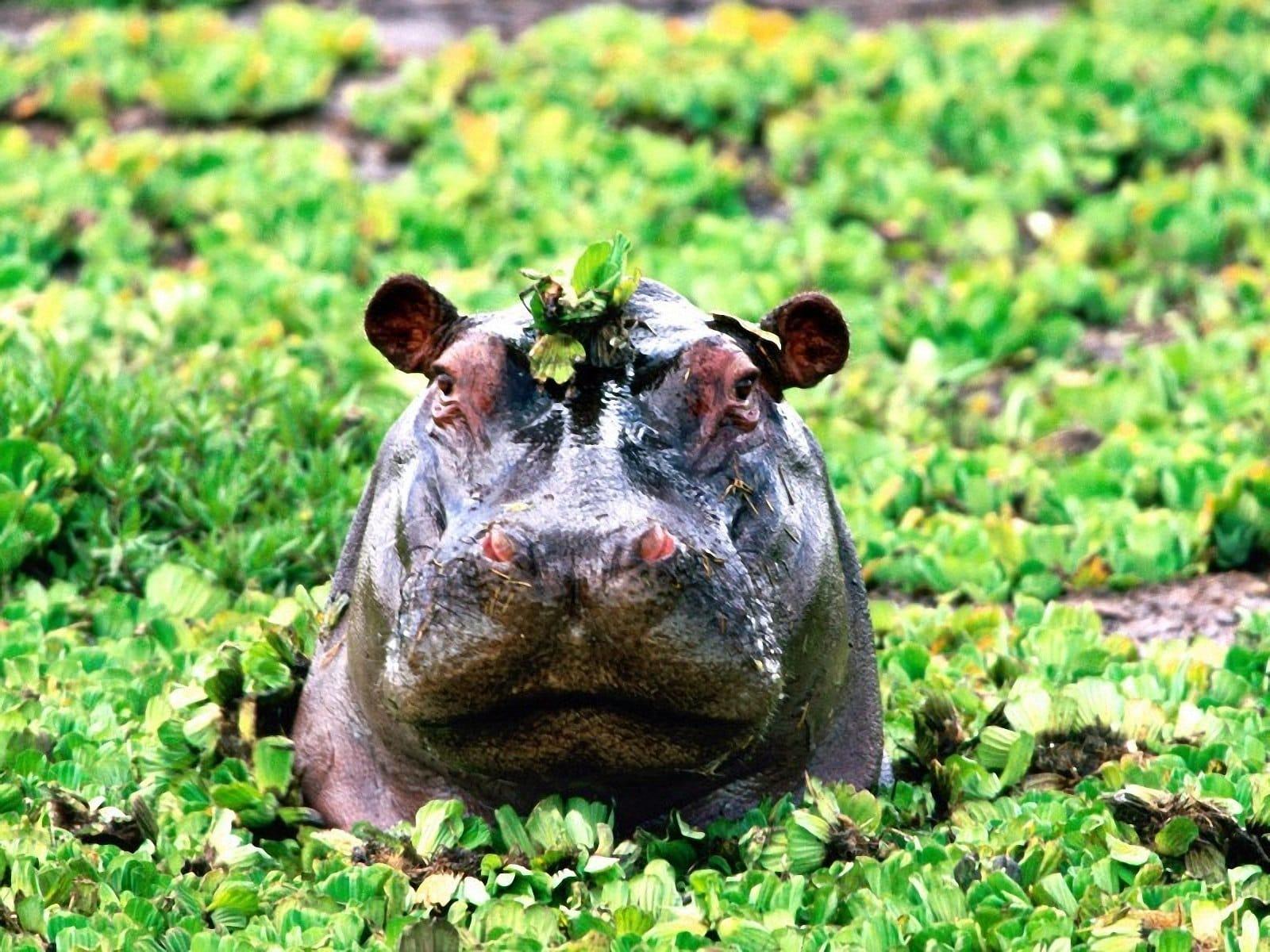 Hippo Background