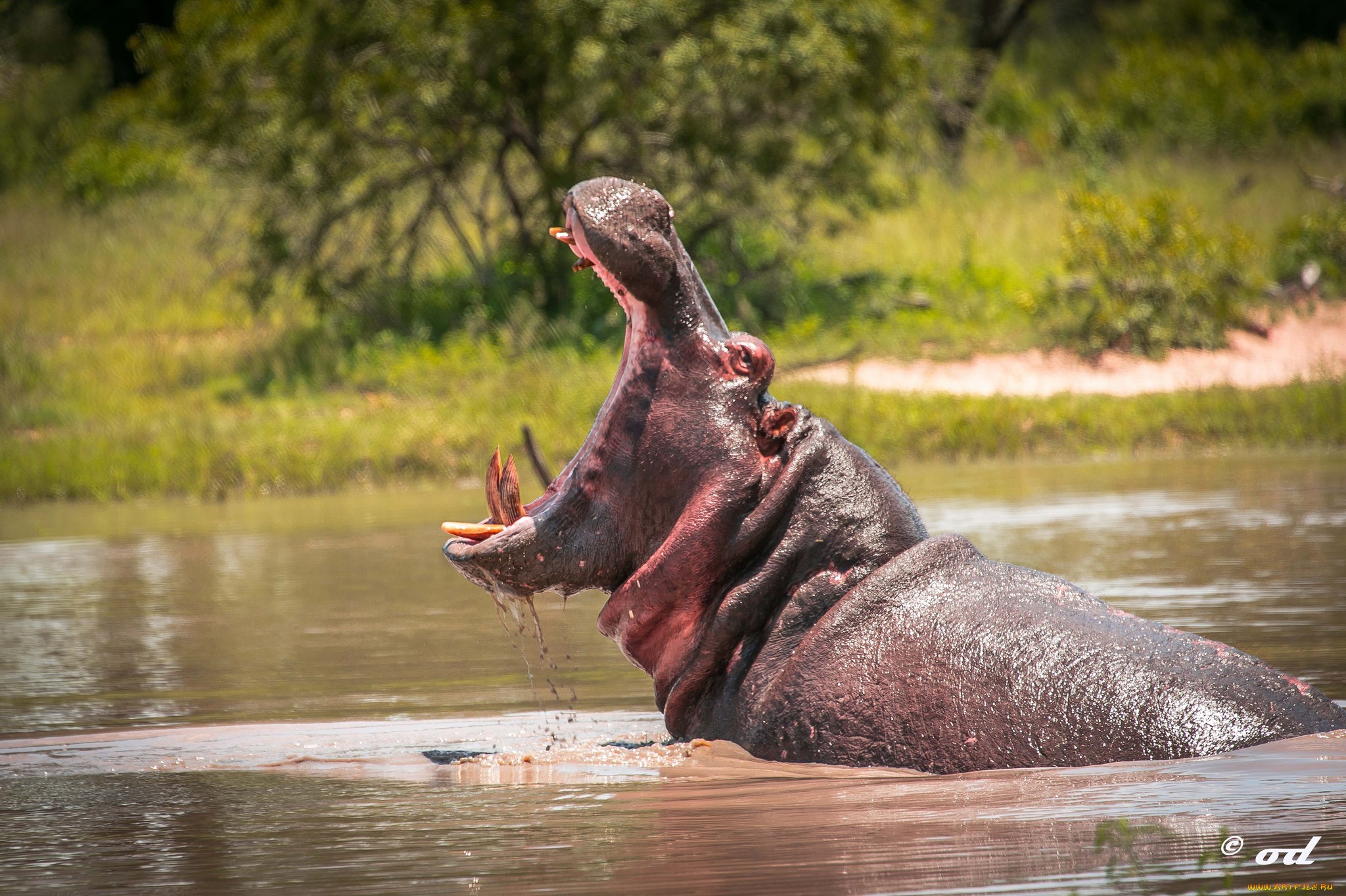 Hippo Background