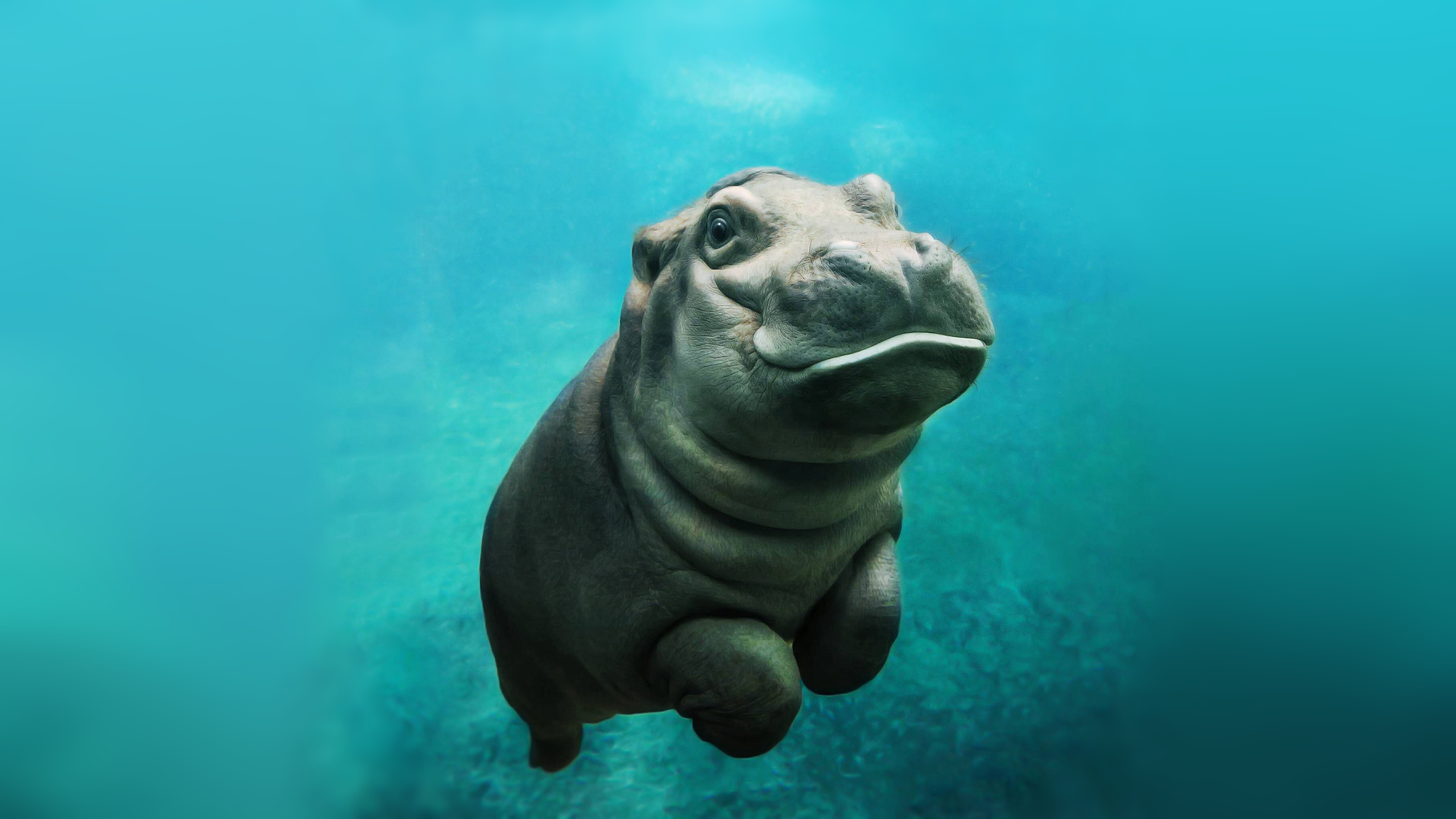 Hippo Wallpapers