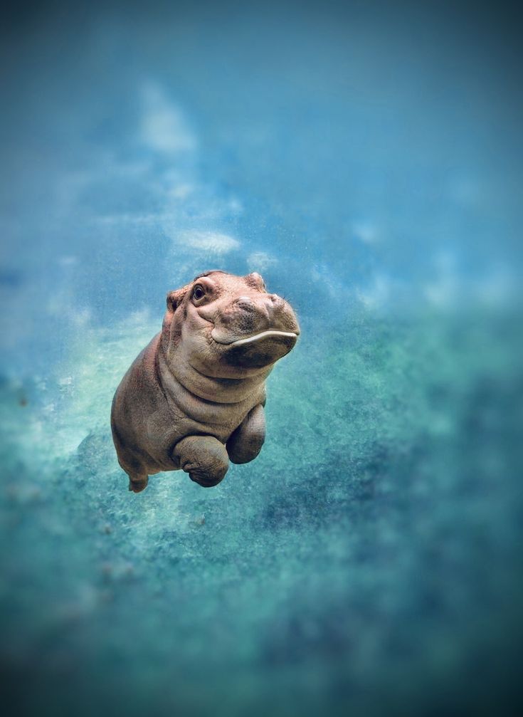 Hippo Wallpapers