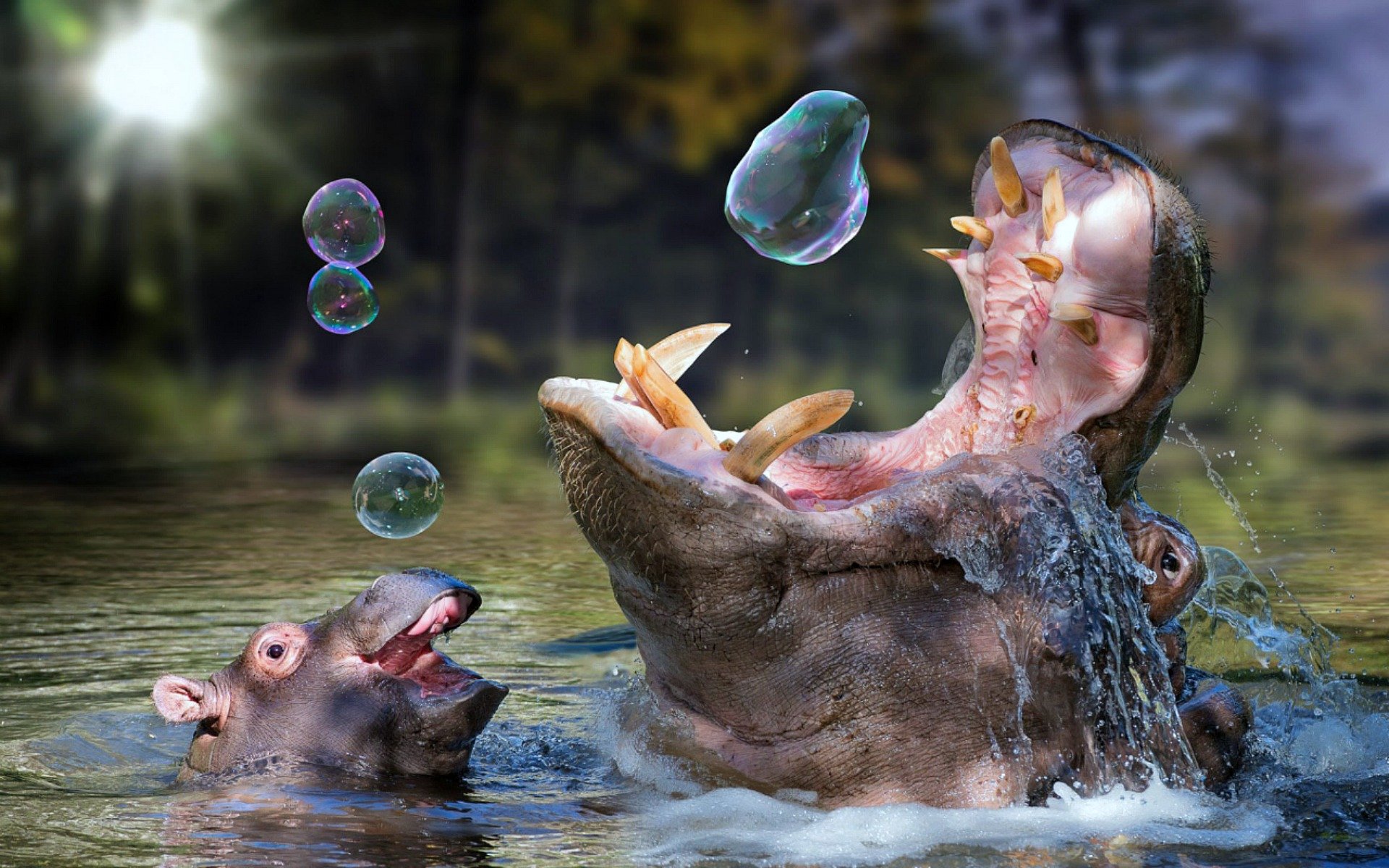 Hippo Wallpapers