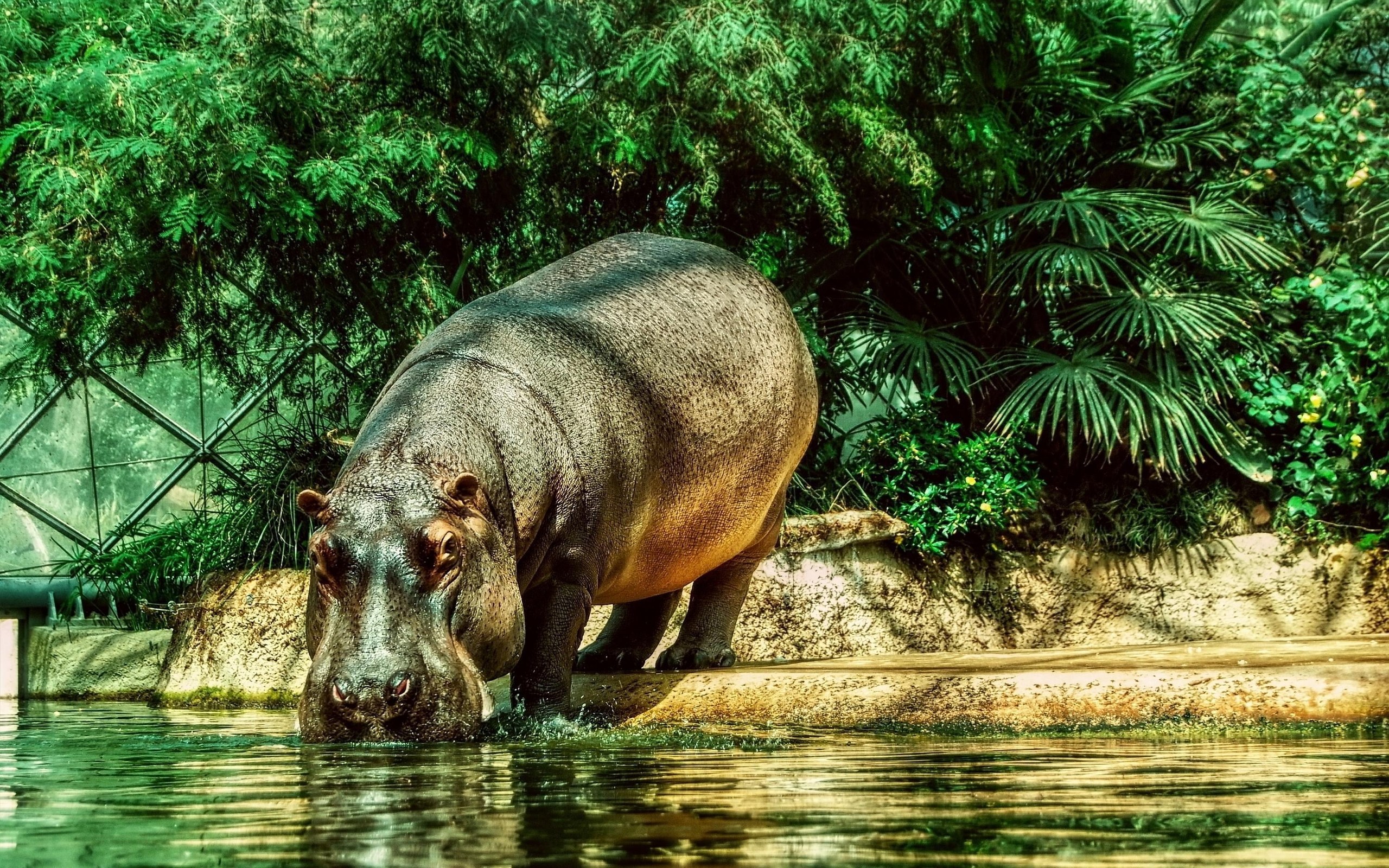 Hippo Wallpapers