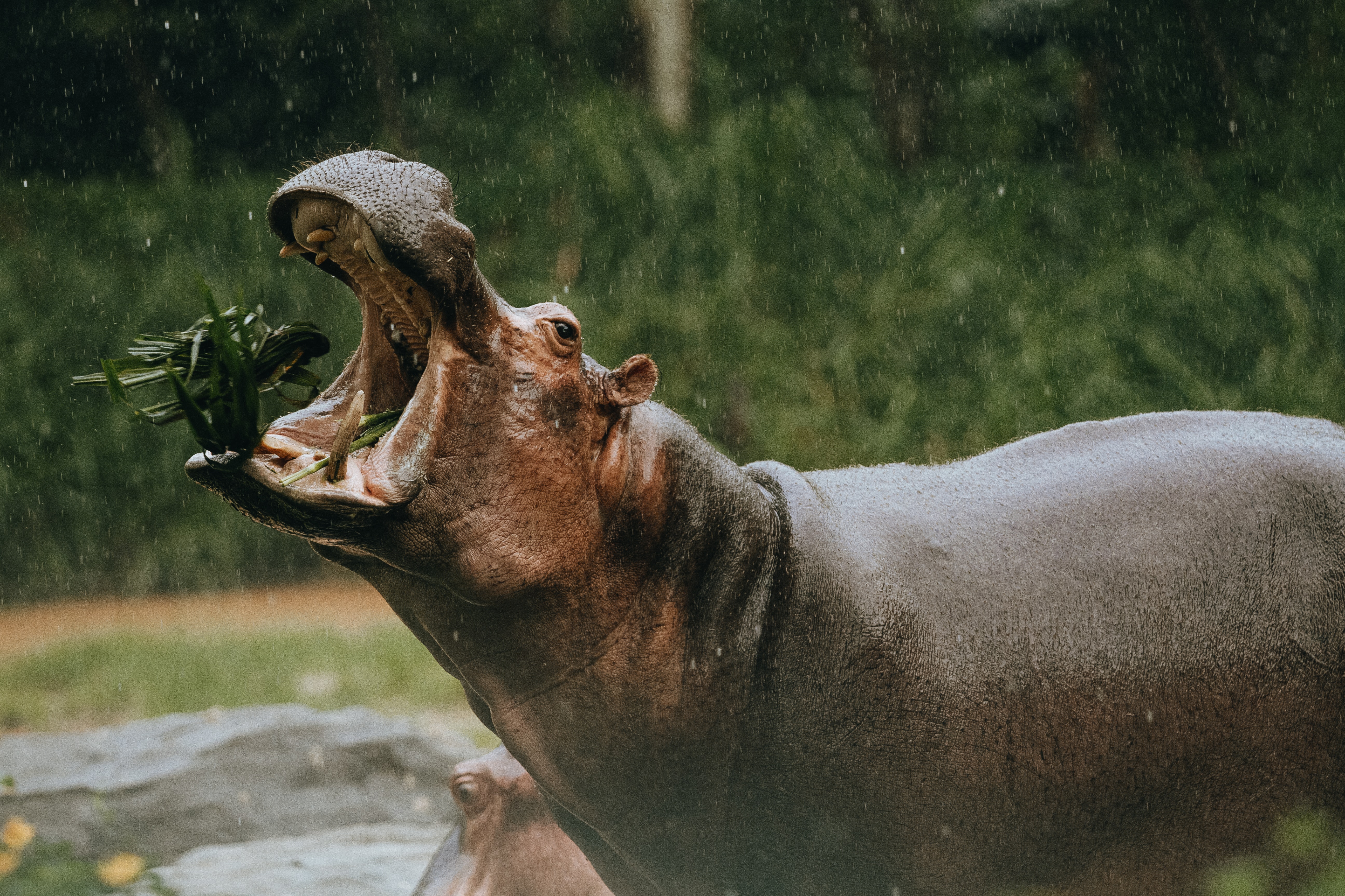 Hippo Wallpapers