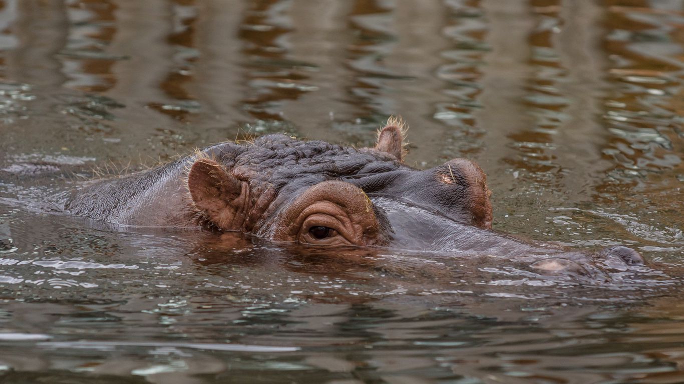 Hippo Wallpapers